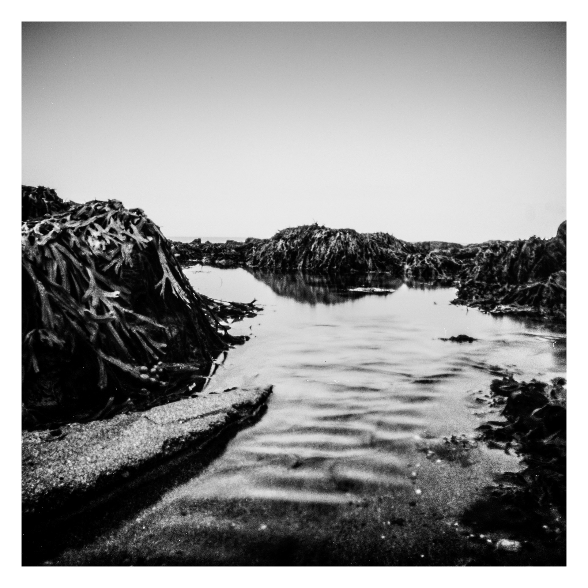 Seaweed Texture_Pinhole Photograph_© Harvey Mills