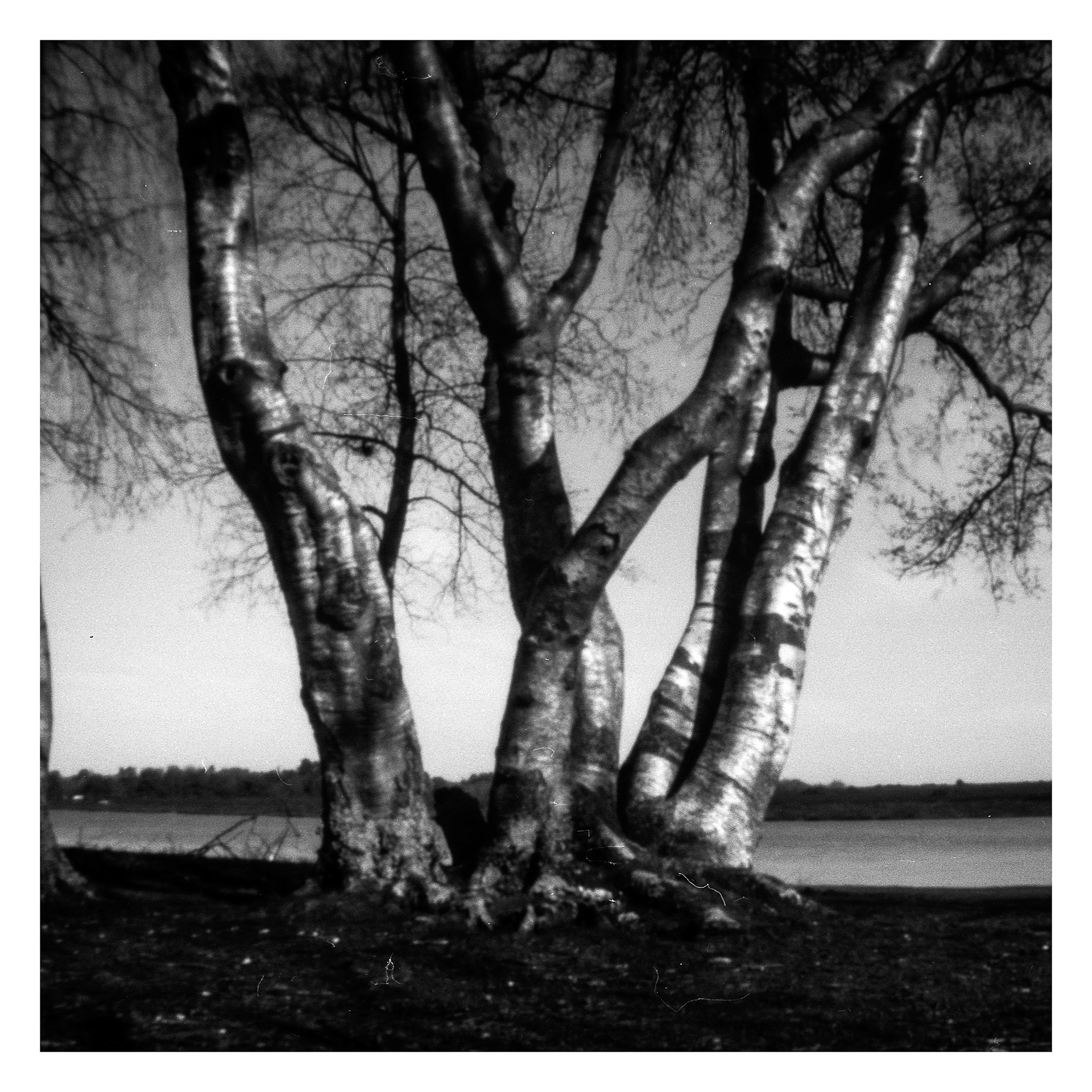 Silver Birch_Pinhole Photograph_© Harvey Mills