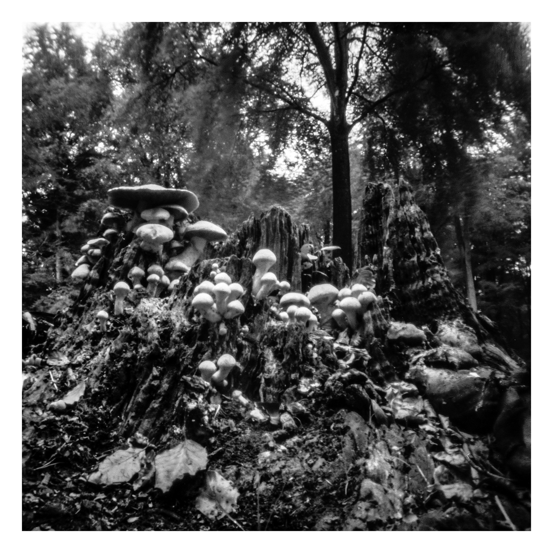 Fungi and Tree Stump_Pinhole Photograph_© Harvey Mills