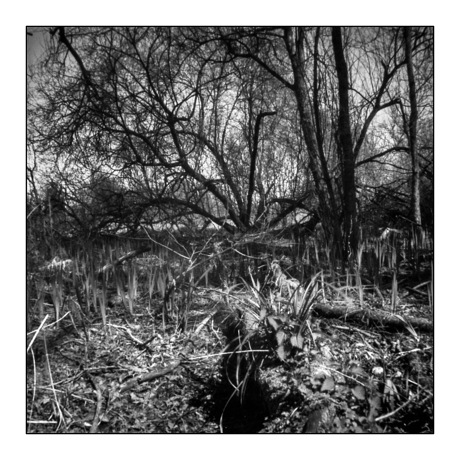 Winnall Moors_Pinhole Photograph_© Harvey Mills