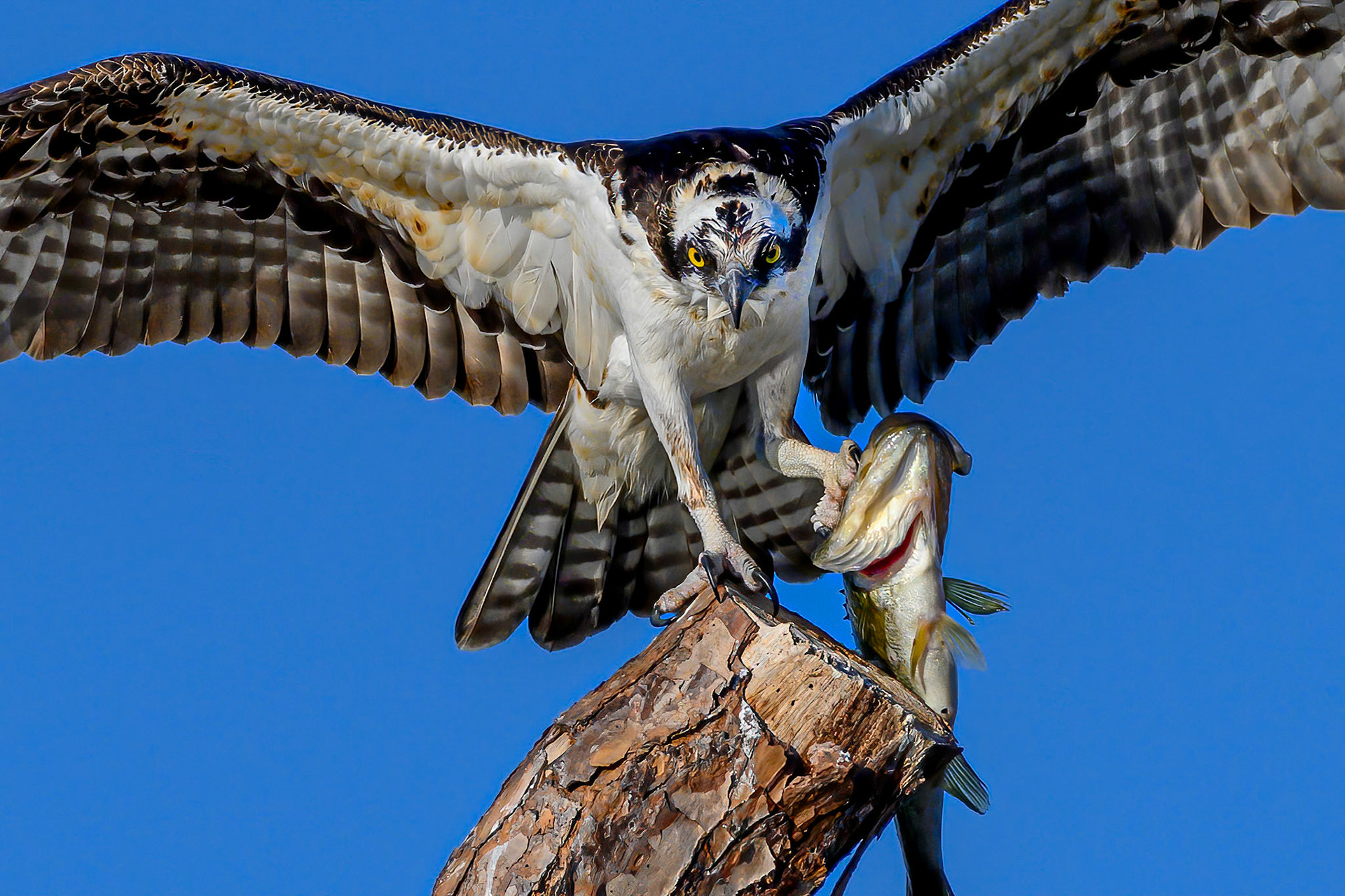 Osprey with Dinner