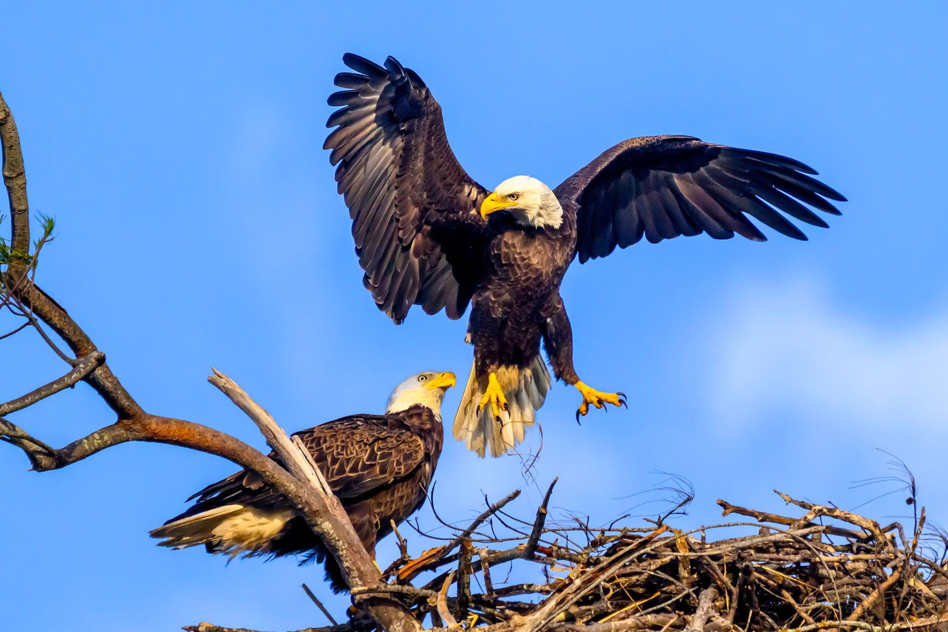 Eagle Nest