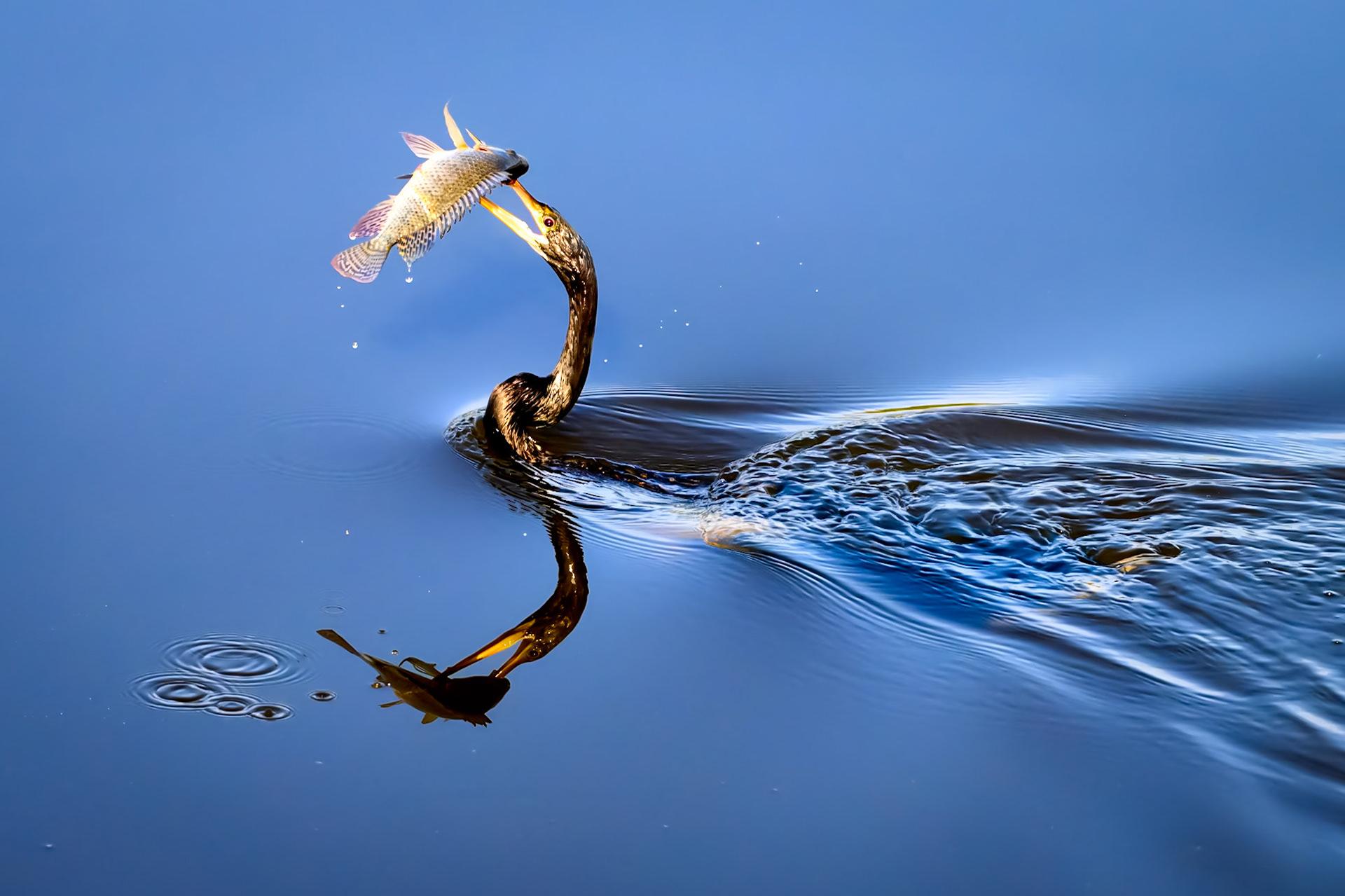 Gone Fishing