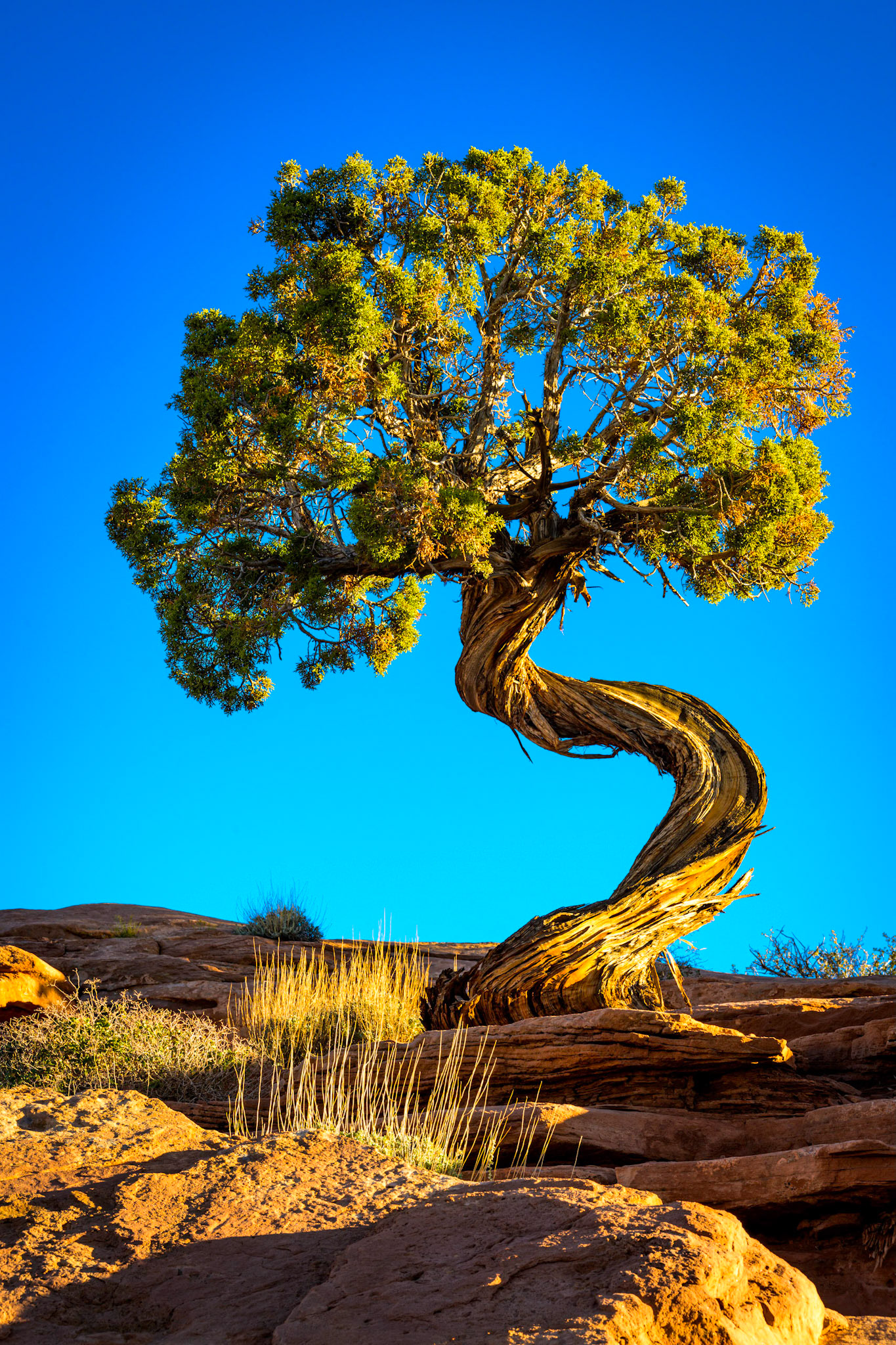 Juniper Tree