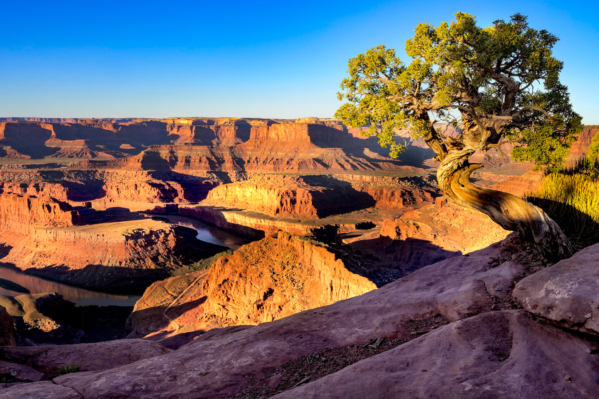 Juniper Tree at Dead Horse Point State Park