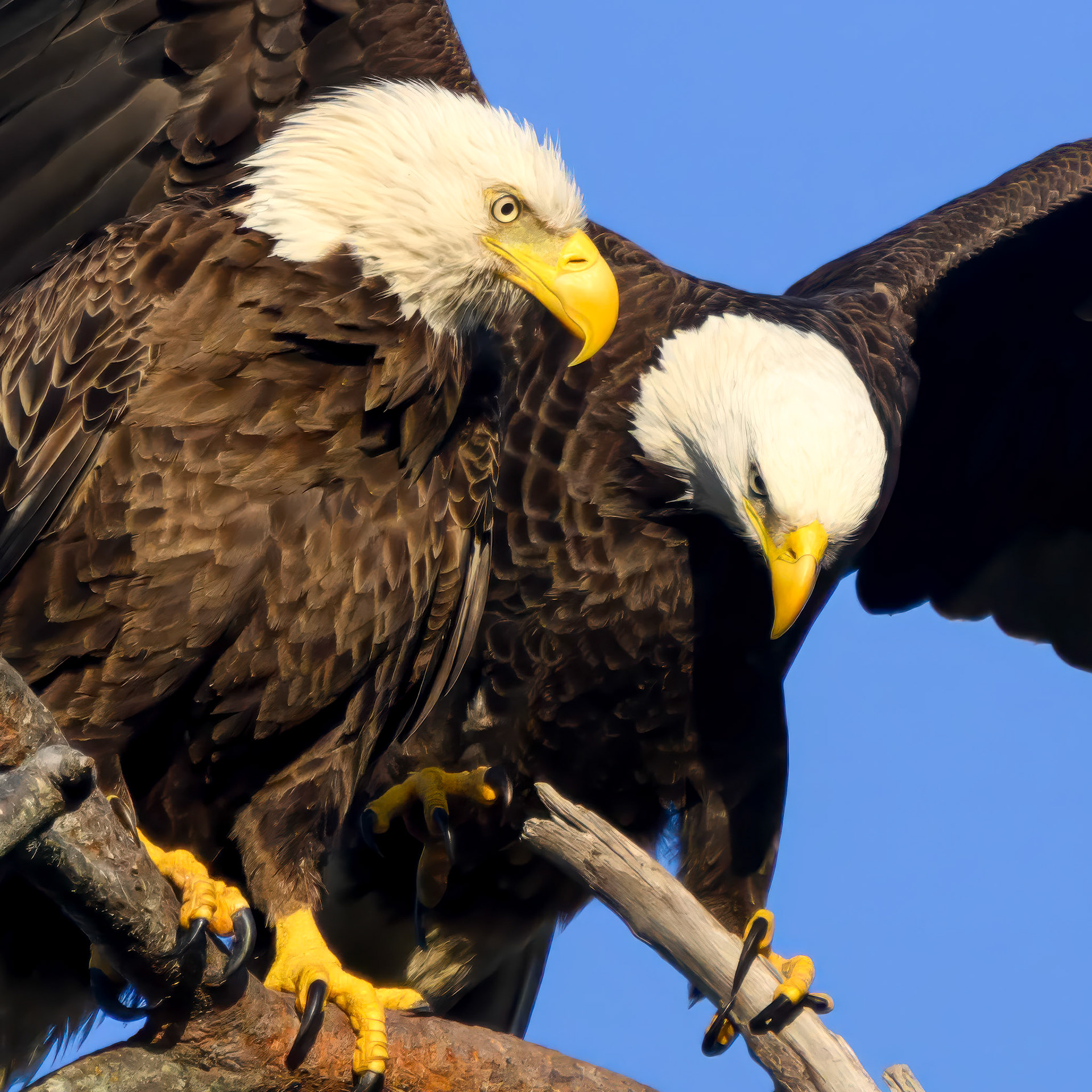 Eagles Up Close