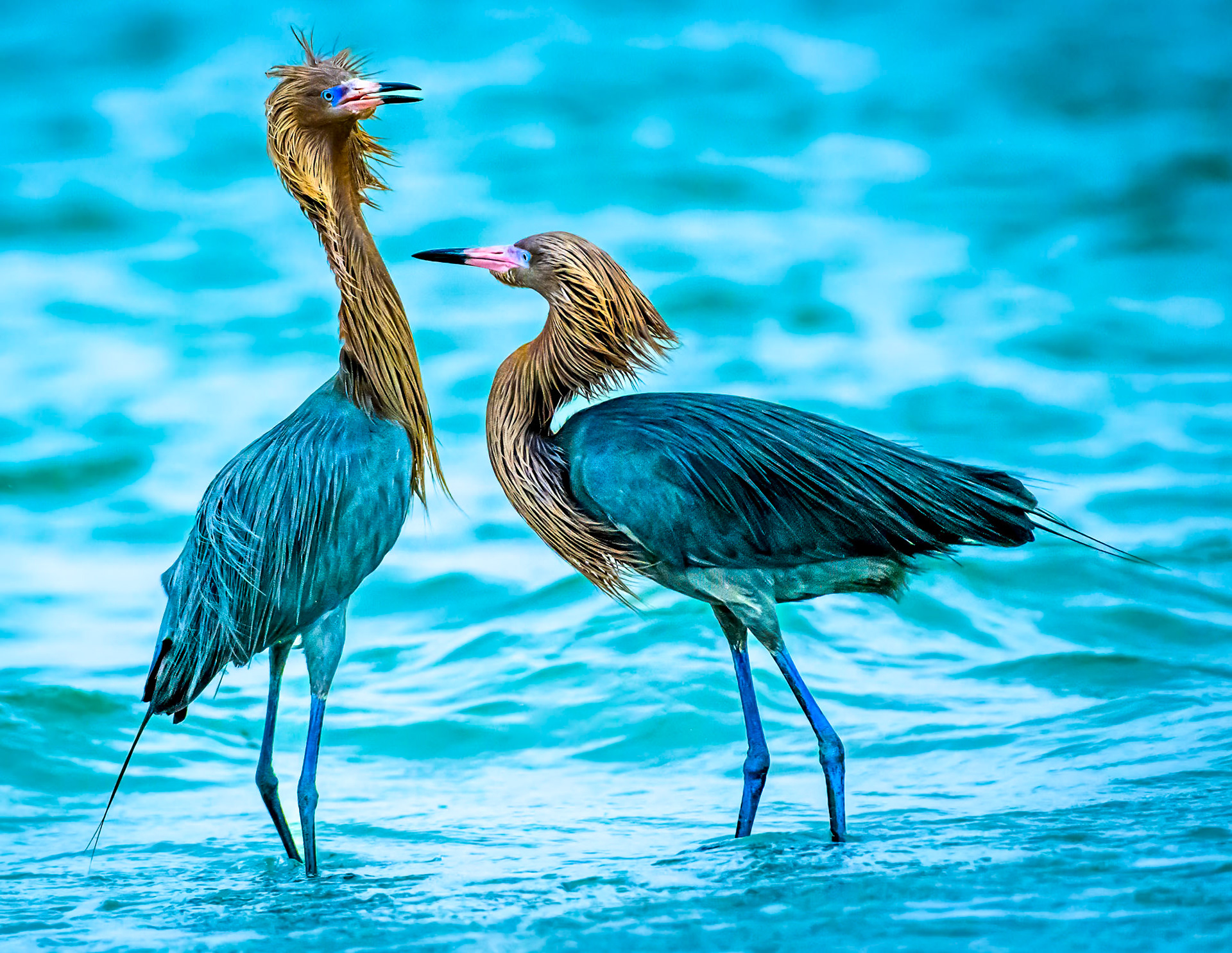 Reddish Egrets