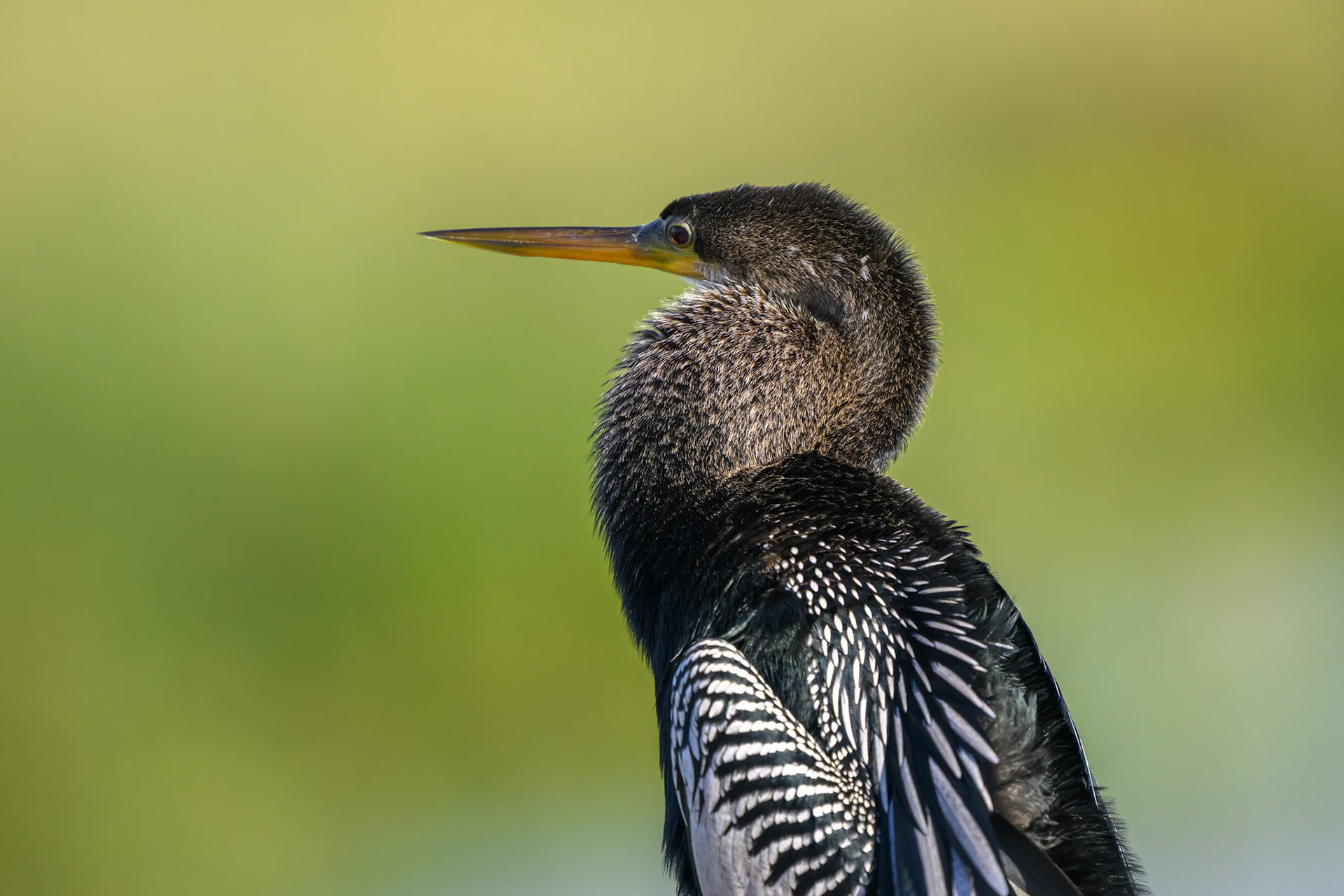 Feather Detail