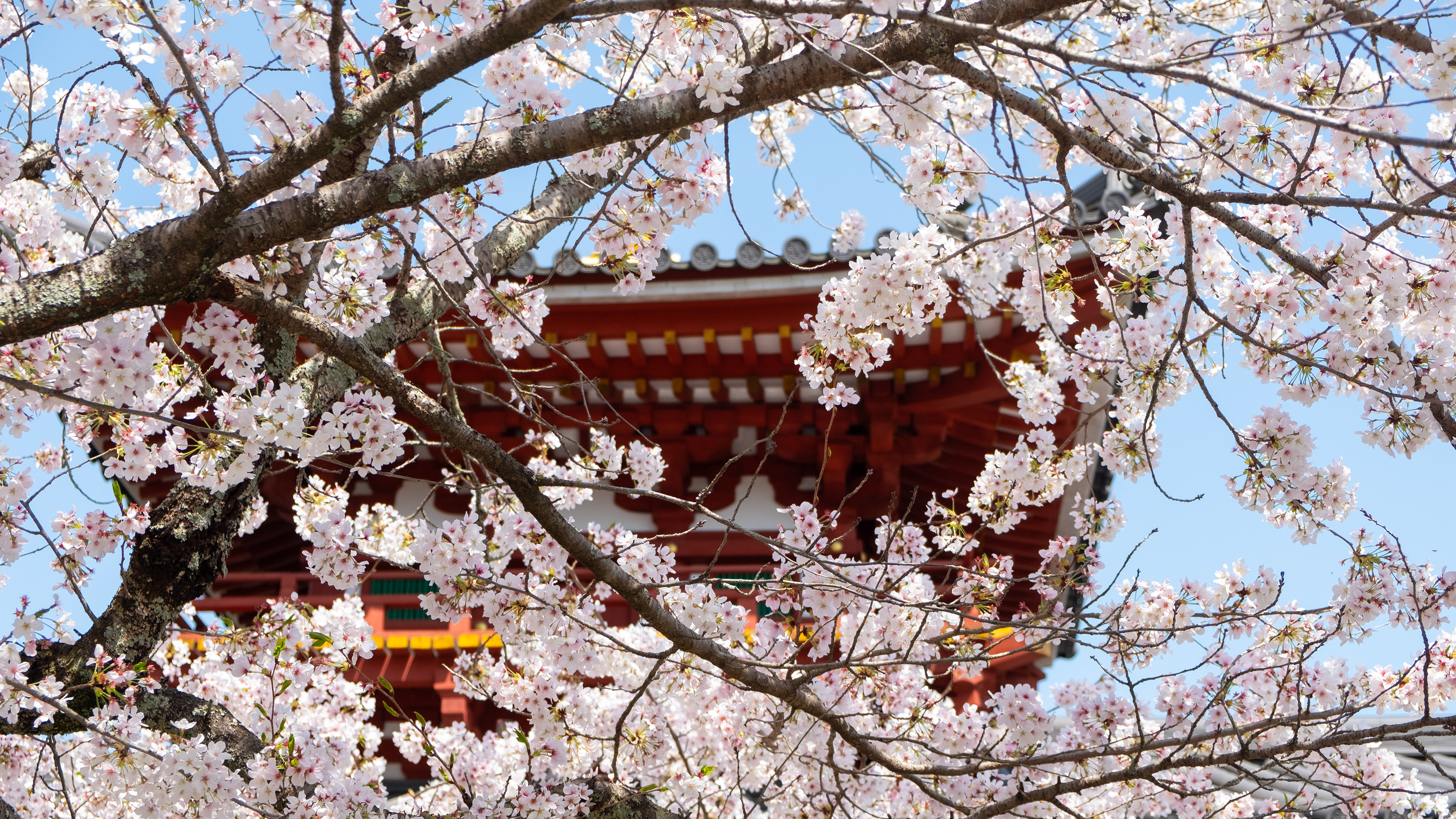 Fushimi, Kyoto, Japan 2023