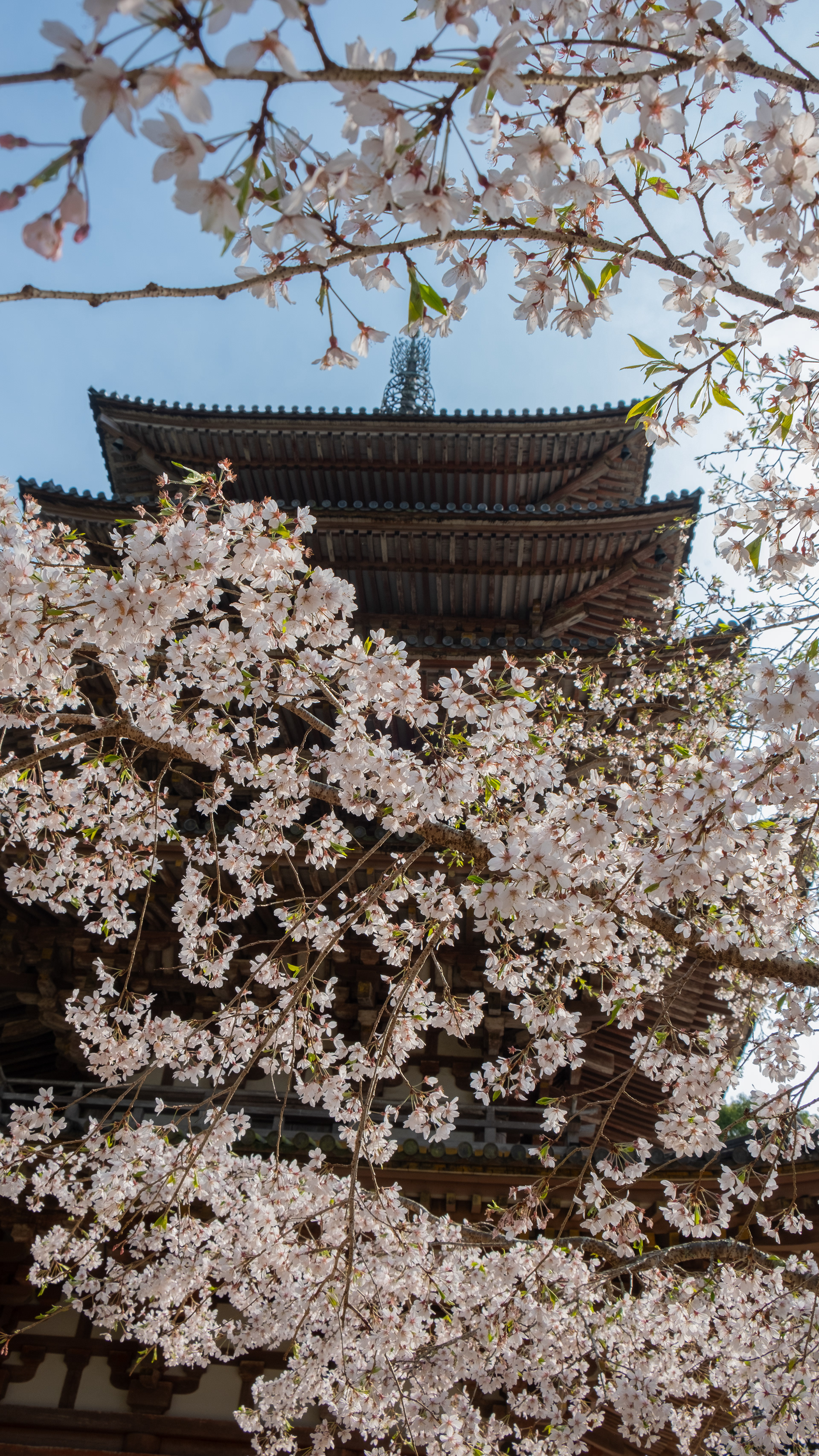 Fushimi, Kyoto, Japan 2023