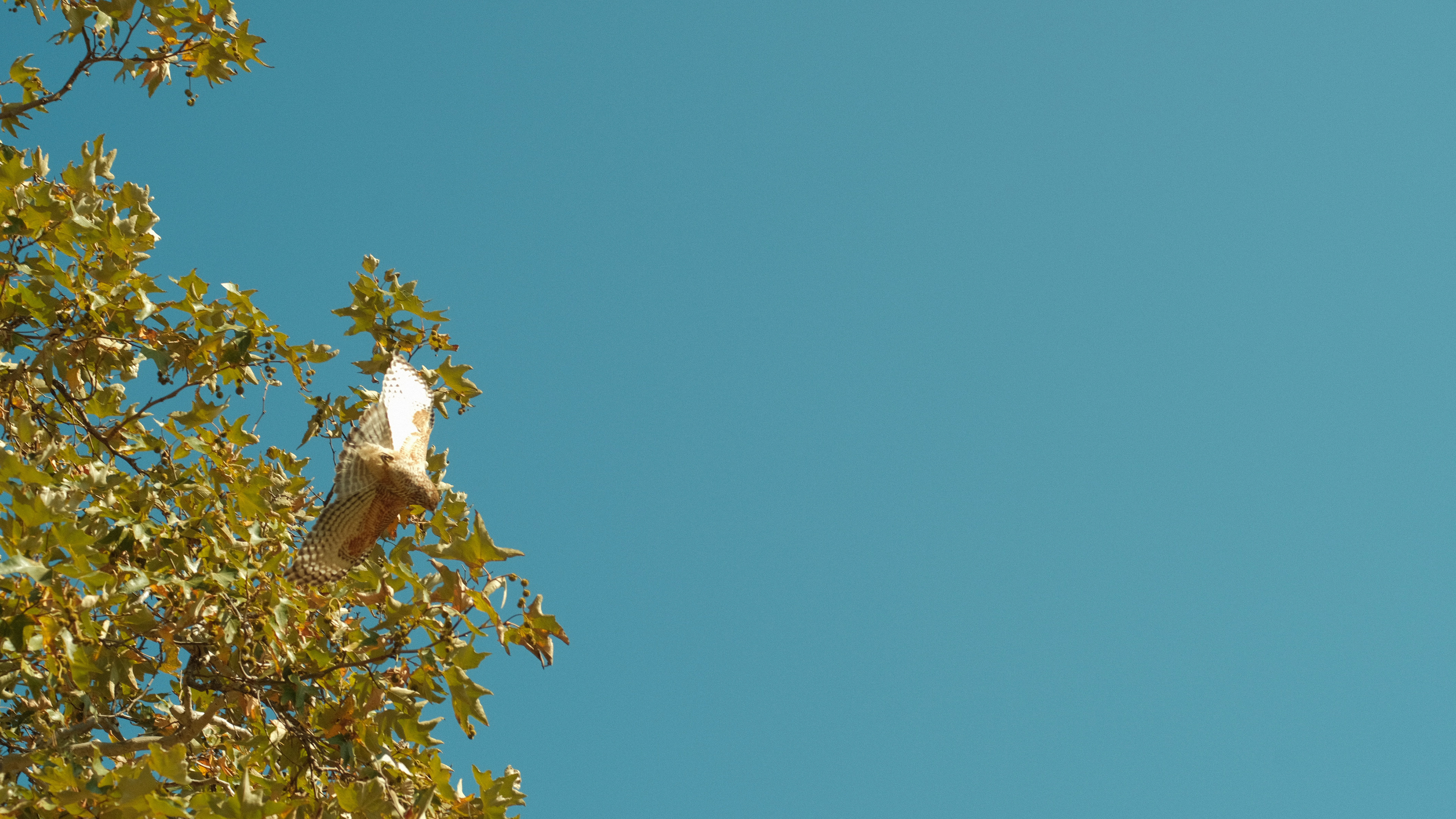 Leo Carrillo State Park Campground, CA 2024