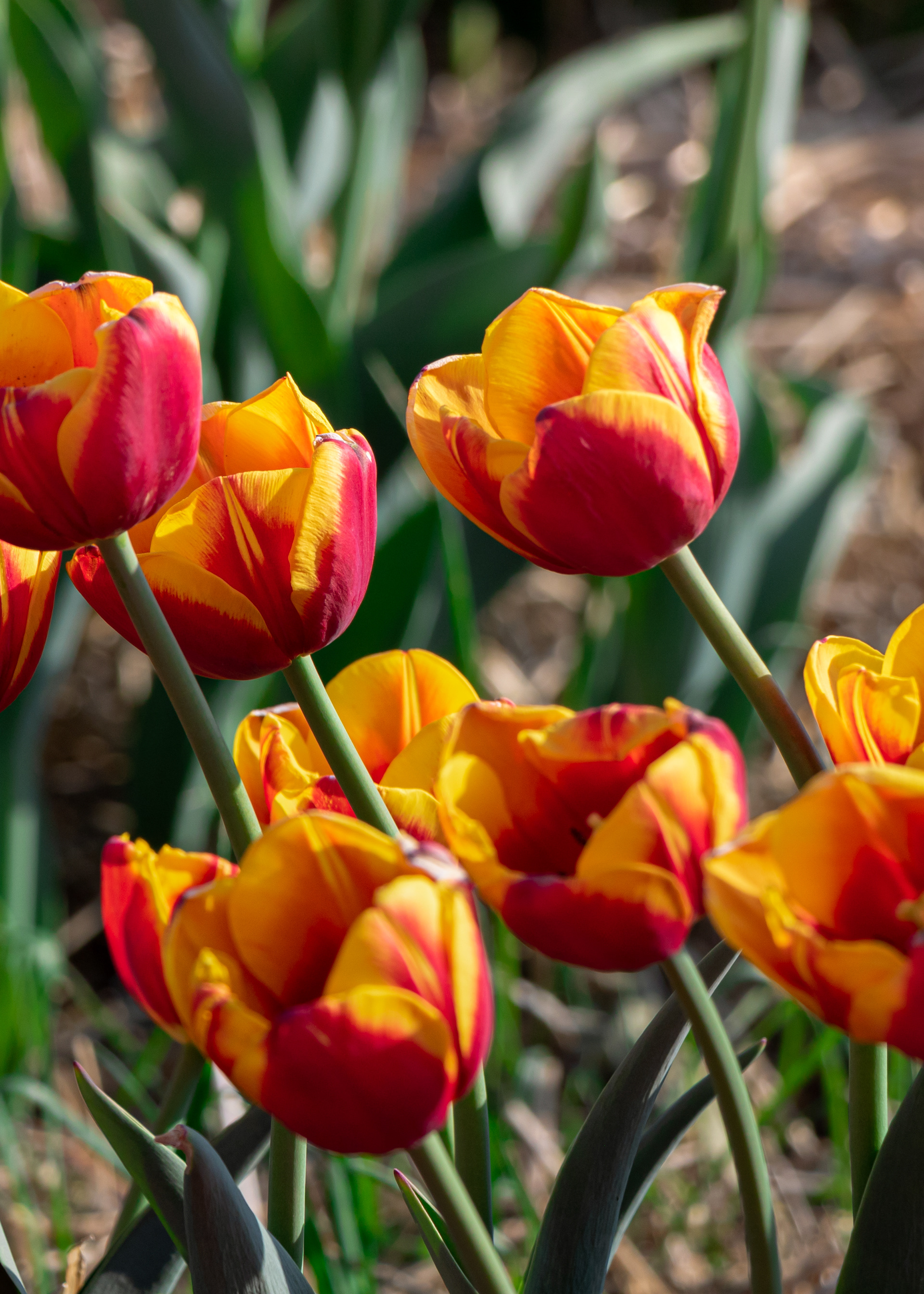 Tulips.ca © 2020