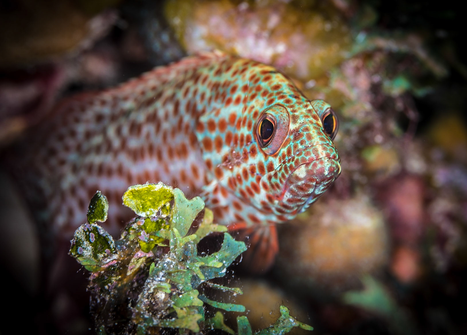 Red hind grouper at dive site "Marlyn's cut", Bloody Bay Wall Marine Reserve, Little Cayman Island
