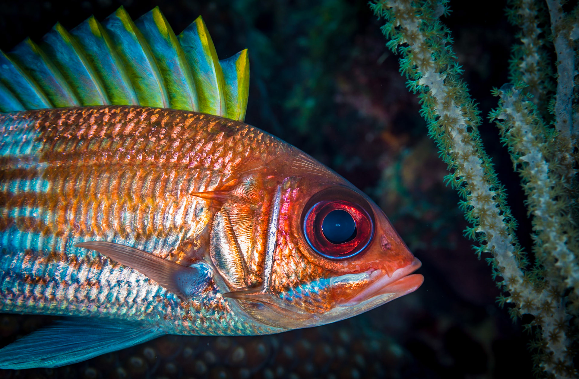 Squirrelfish close up in a coral reef on Little Cayman Island.