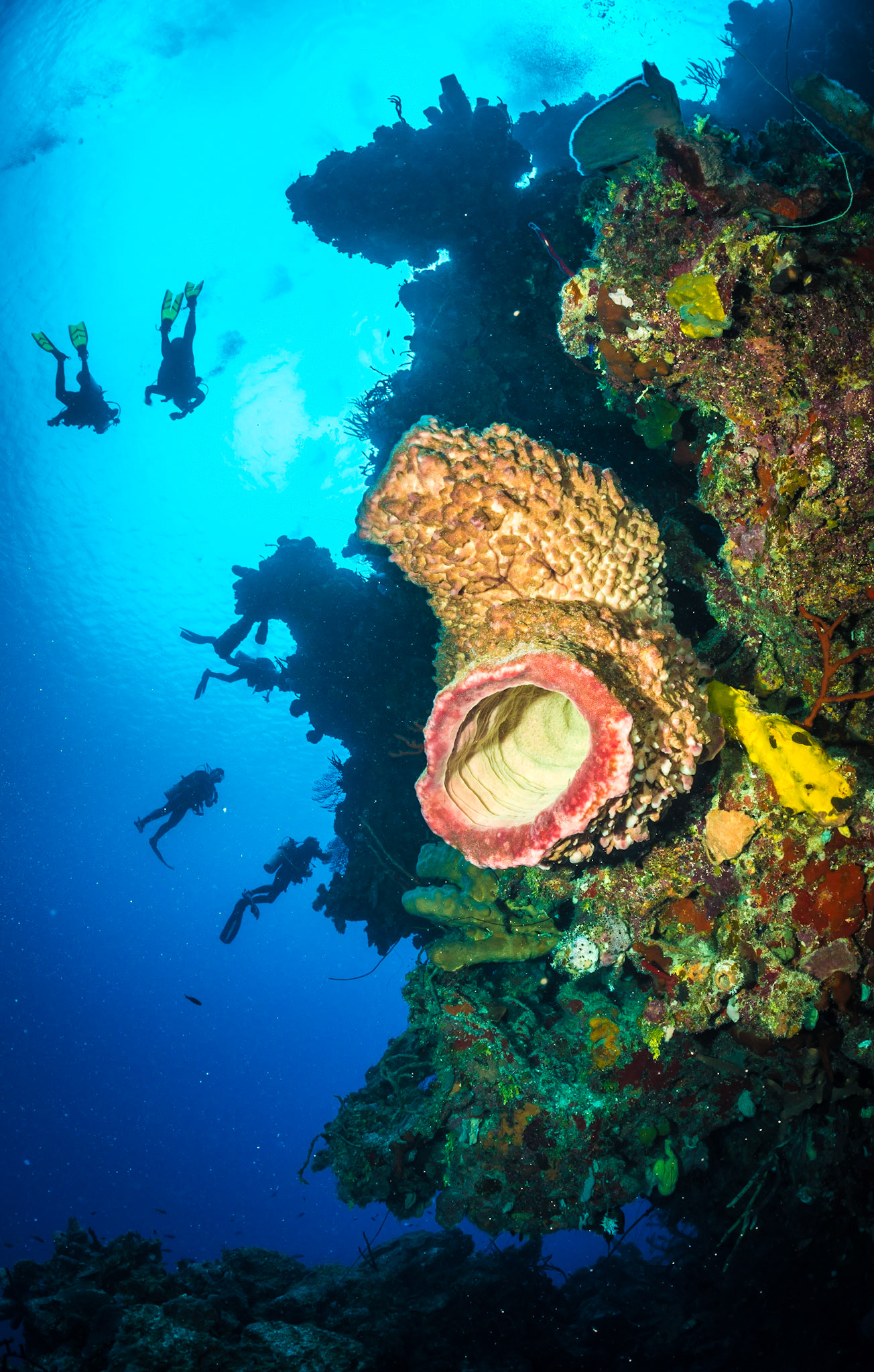 Divers and giant barrel sponge at Bloody Bay Wall, Little Cayman Island. Giant barrel spnges are common at depths greater than 10 metres down to 120 metres and can reach a diameter of 1.8 metres.