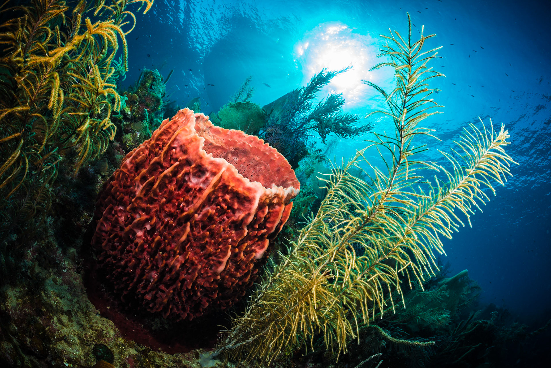 The giant barrel sponge is the largest species of sponge found growing on Caribbean coral reefs. It is common at depths greater than 10 metres down to 120 metres and can reach a diameter of 1.8 metres