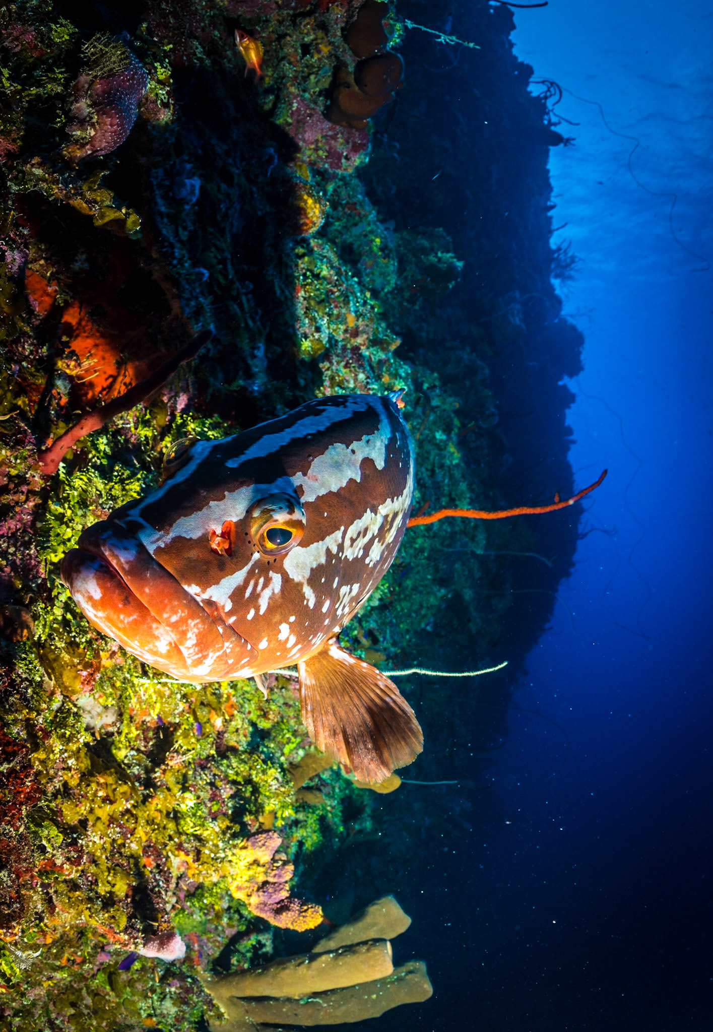 Nassau grouper at reef wall