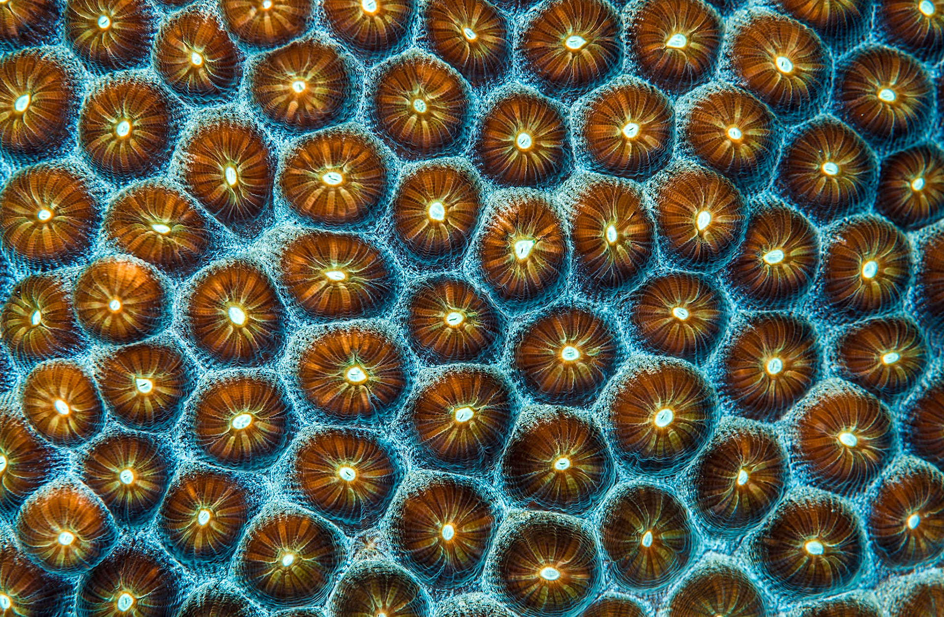 Montastraea annularis boulder star polyps at at dive site "Marlyn's cut", Bloody Bay Wall Marine Reserve, Little Cayman Island