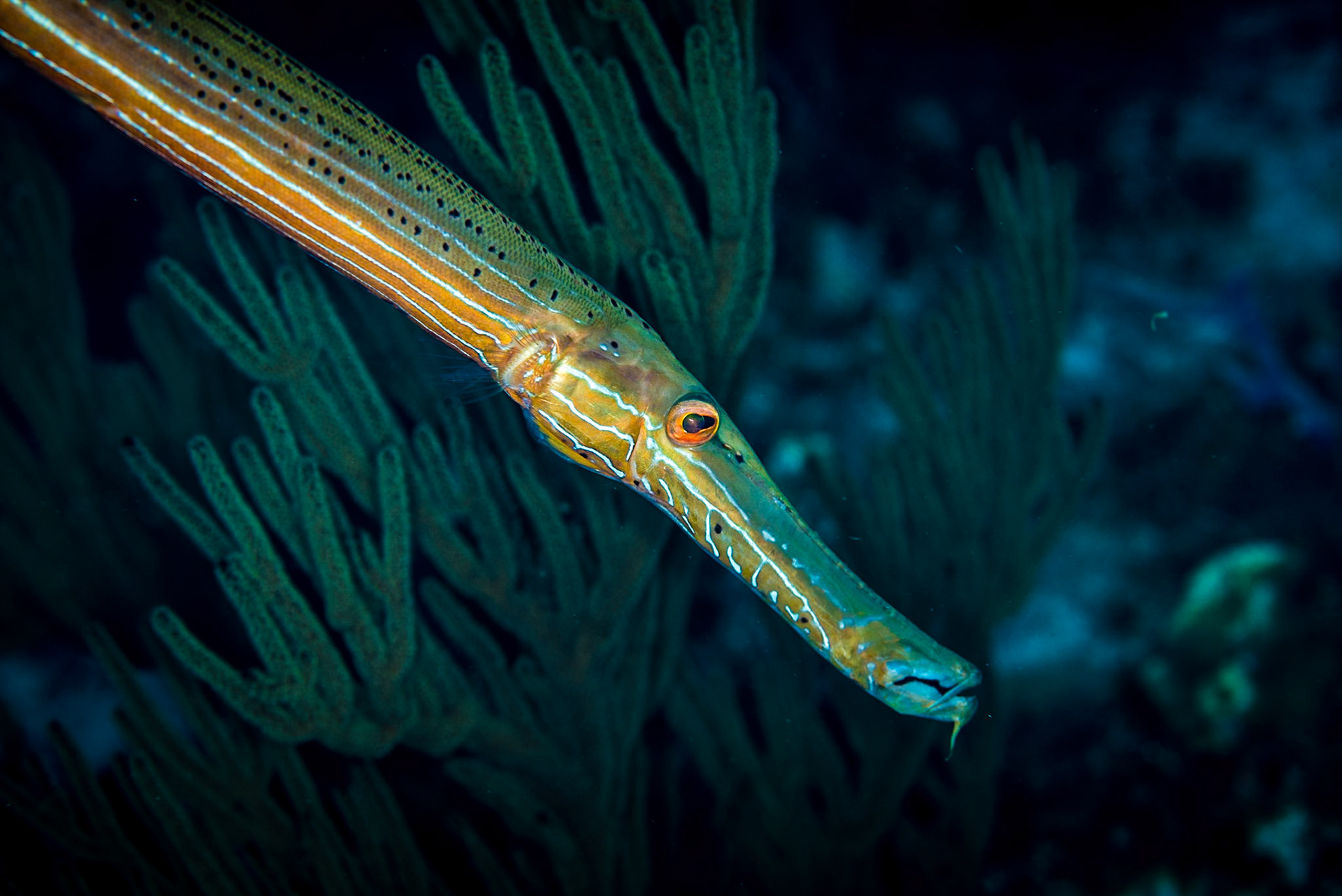 Flutemouth at dive site "Marlyn's cut", Bloody Bay Wall Marine Reserve, Little Cayman Island