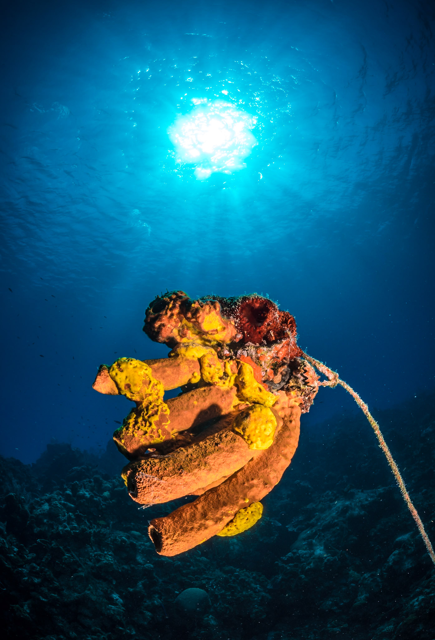 This sponge grew attached to a rope which is stuck in the reef. As the sponge is less dense than water it floats but is fixed to the reef by the rope. Sponge filter the ocean water and therfore this is a perfect setup for the sponge. Btw, sponges are animals.
