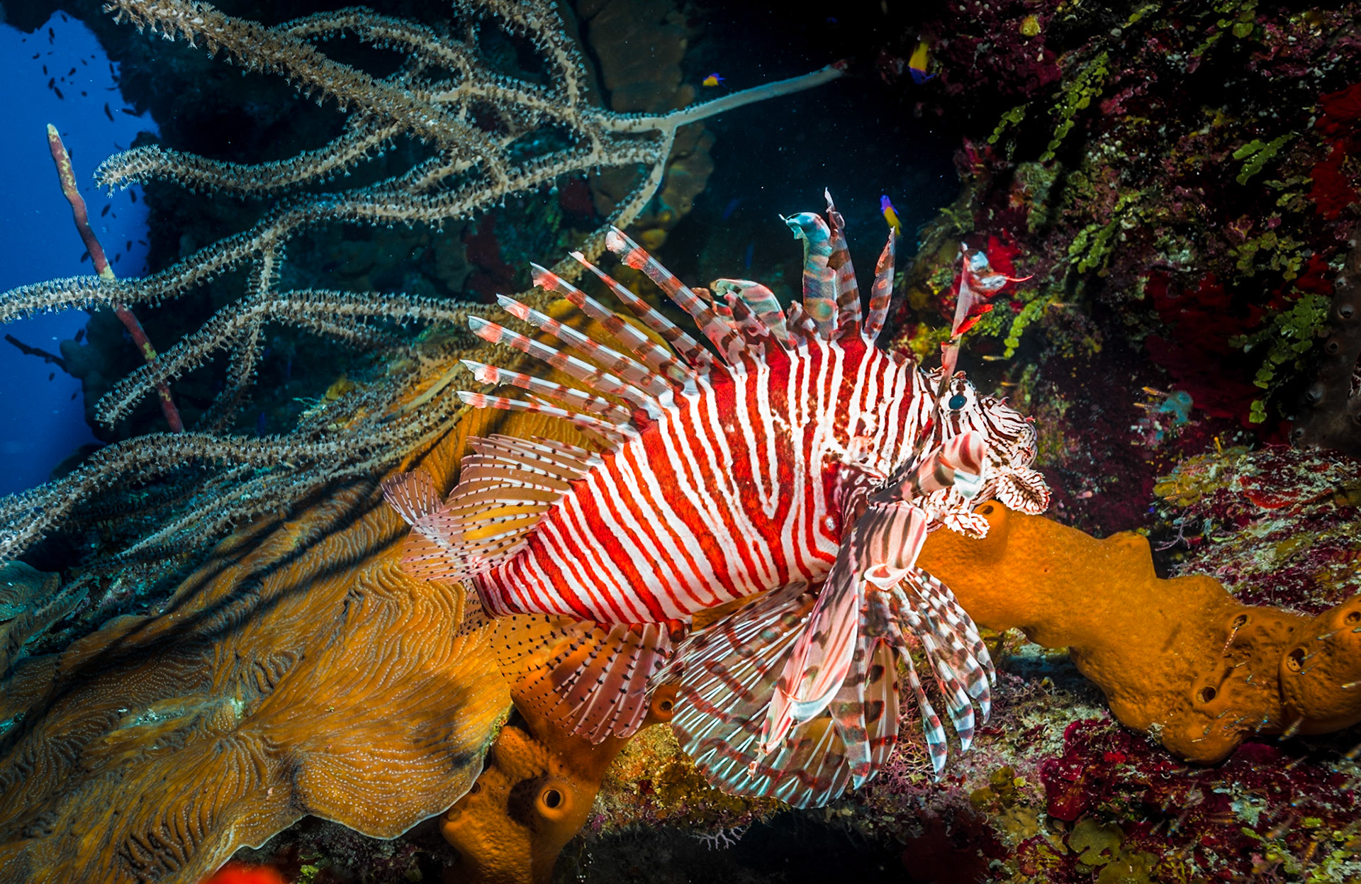 Lionfish are only native to the Indo-Pacific but have been found spreading into the US Atlantic coast and the Caribbean. As an invasive species they one of the greatest threats of this century to warm temperate and tropical Atlantic reefs and associated habitats.