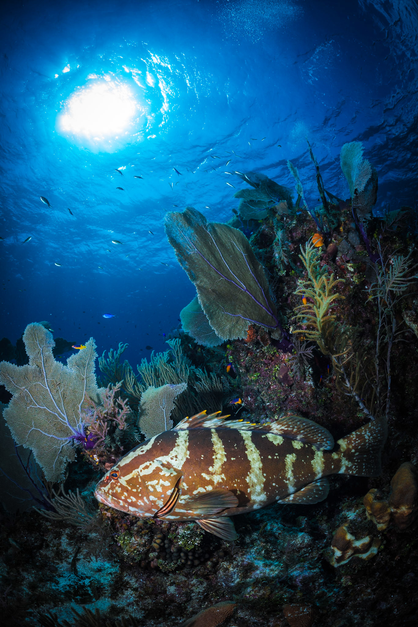 Nassau grouper at reef