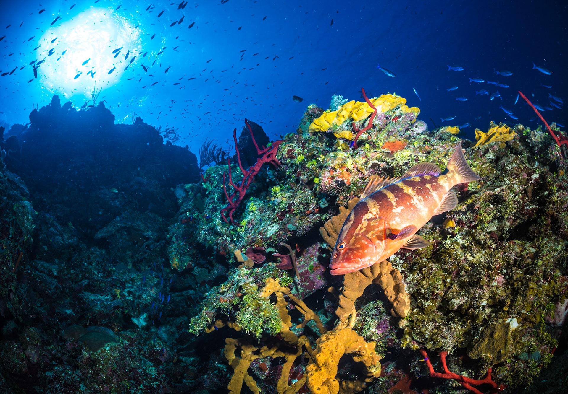 A Nassau grouper   searches the reef for prey at Little Cayman Island Bloody Bay Marine Park