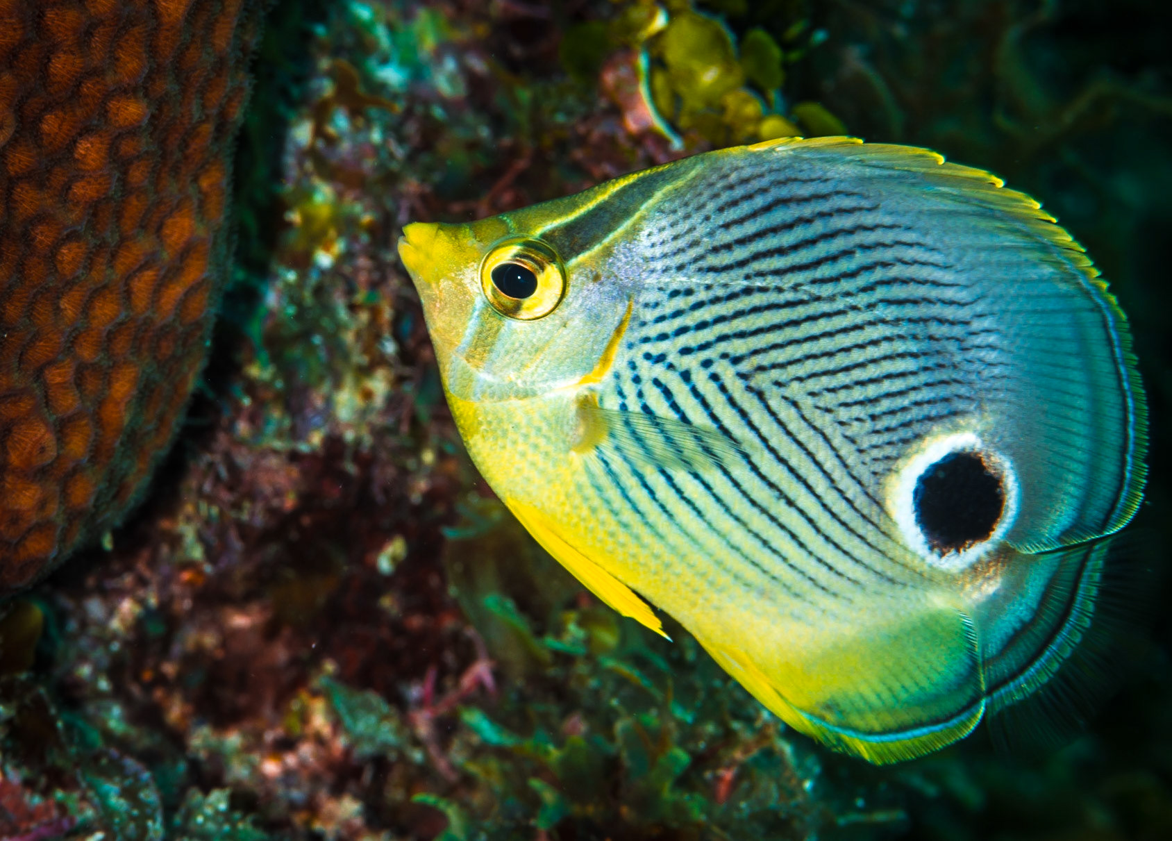 Foureye Butterflyfish at Little Cayman Island, dive site "Mixing Bowl" in Bloody Bay Marine Park,
