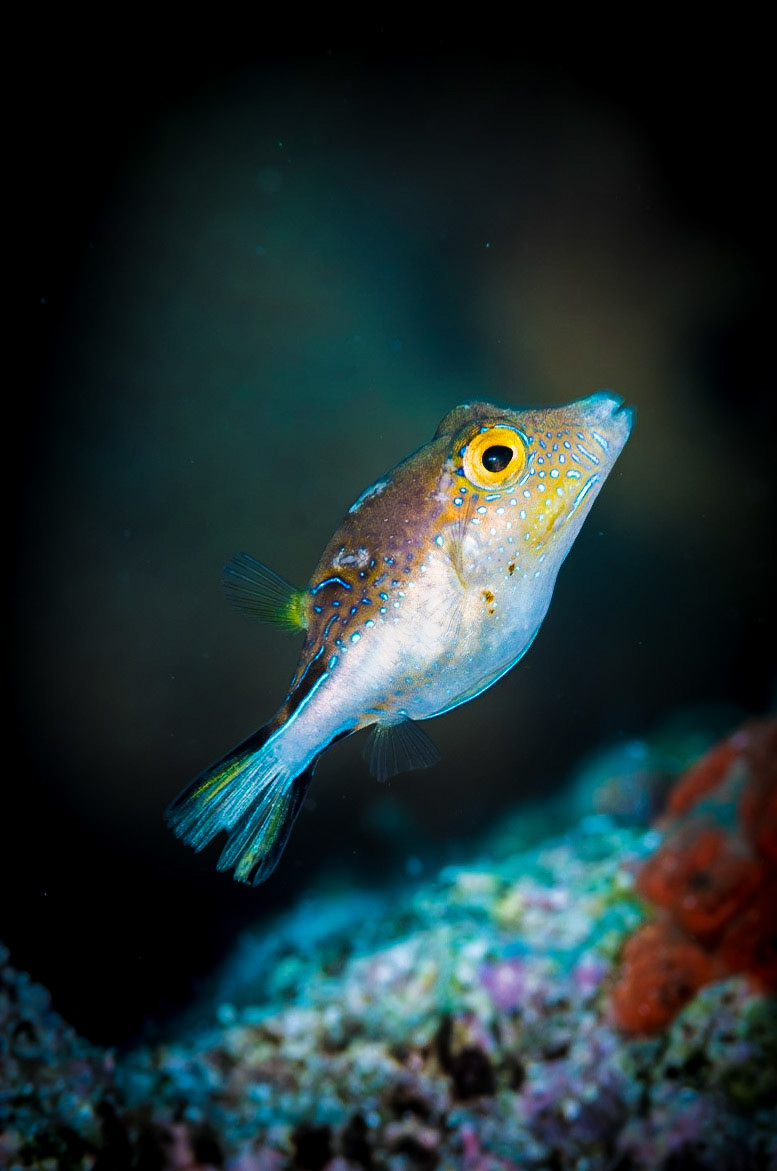 Sharpnose Puffer fish are only 2-4 inch (5-10cm) long, but very colorful like this one swimming in the reef of Little Cayman Island.