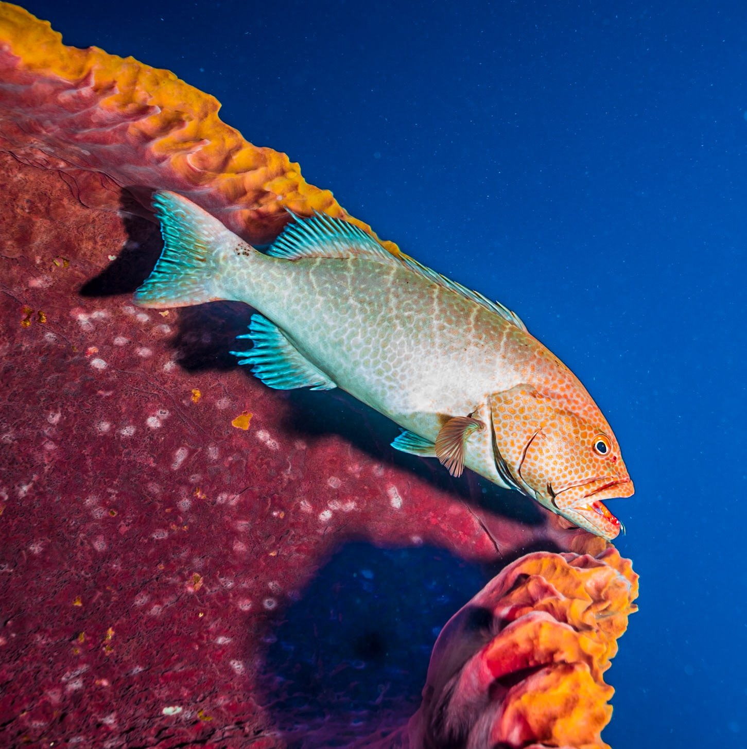 Red hind grouper at cleaning station in a barrel sponge at Little Cayman Island, dive site Ann's Attic