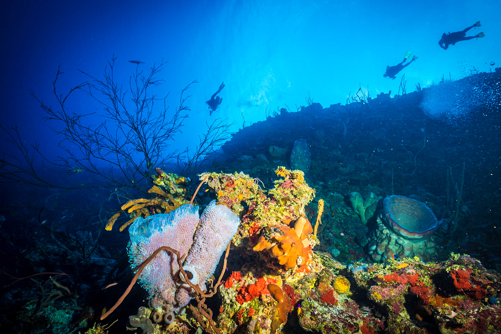 Excellent visibility at Bloody Bay Wall on Little Cayman Island, colorful corals and sponges.