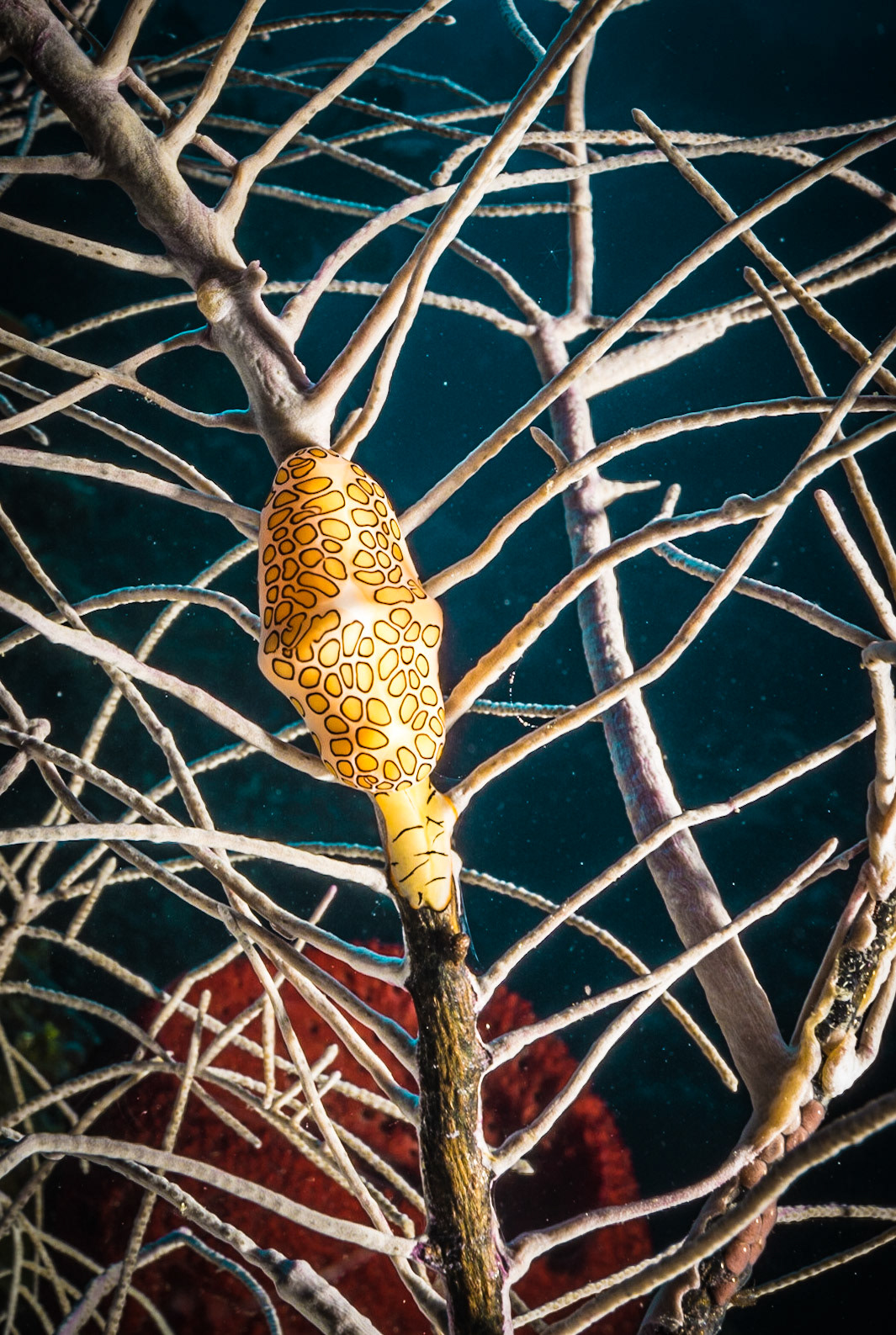 Flamingo tongue snail on a soft coral at Little Cayman Island Marine Park. The flamingo tongue snail, scientific name Cyphoma gibbosum, is a species of small but brightly colored sea snail, a marine gastropod mollusk in the family Ovulidae, the cowry allies.