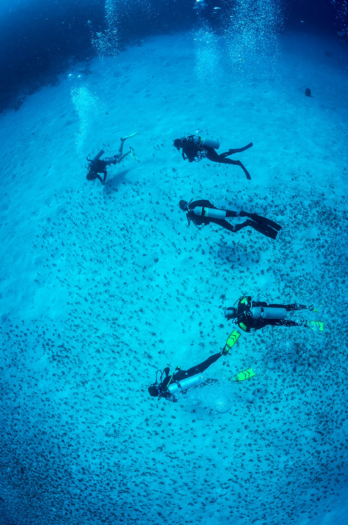 Divers scan the sandy bottom for critters at dive site "sarah's set" on Little Cayman Island, Bloody Bay Wall Marine Park