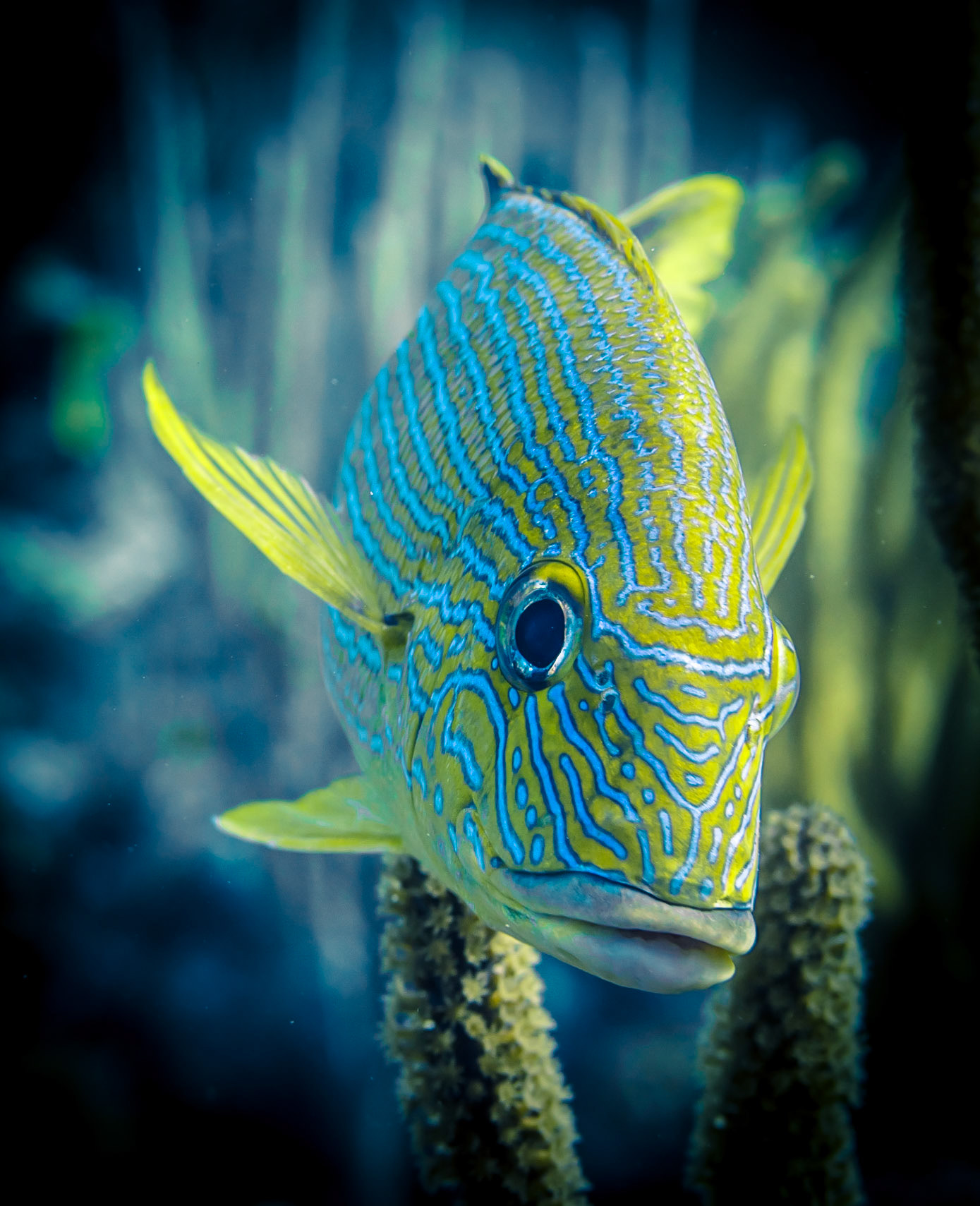 Bluestriped Grunt at dive site "Marlyn's cut", Bloody Bay Wall Marine Reserve, Little Cayman Island