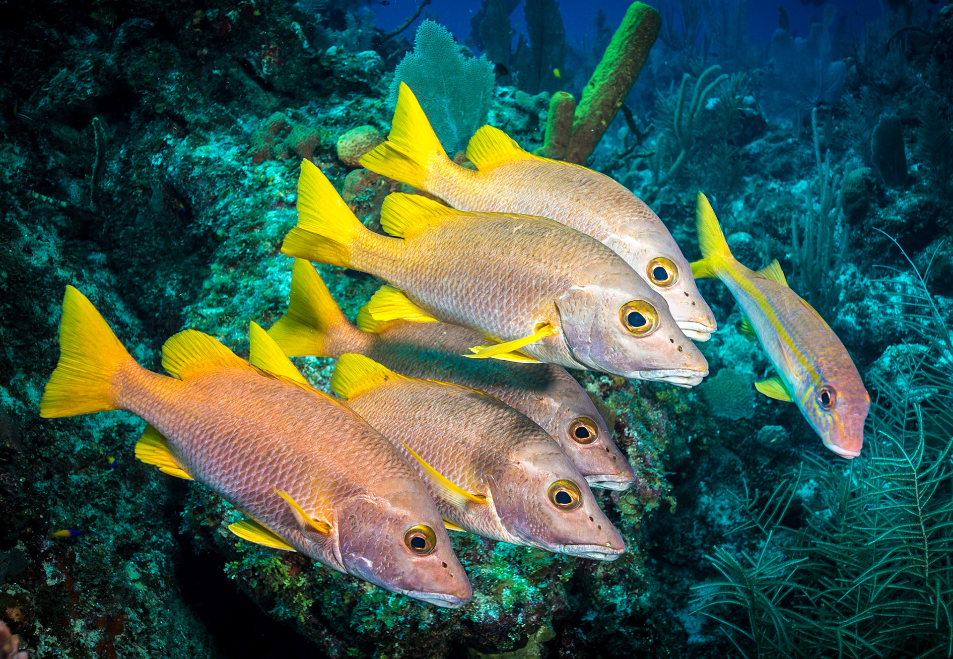 Schoolmaster snapper s at Little Cayman Island, dive site "Ann's Attic"