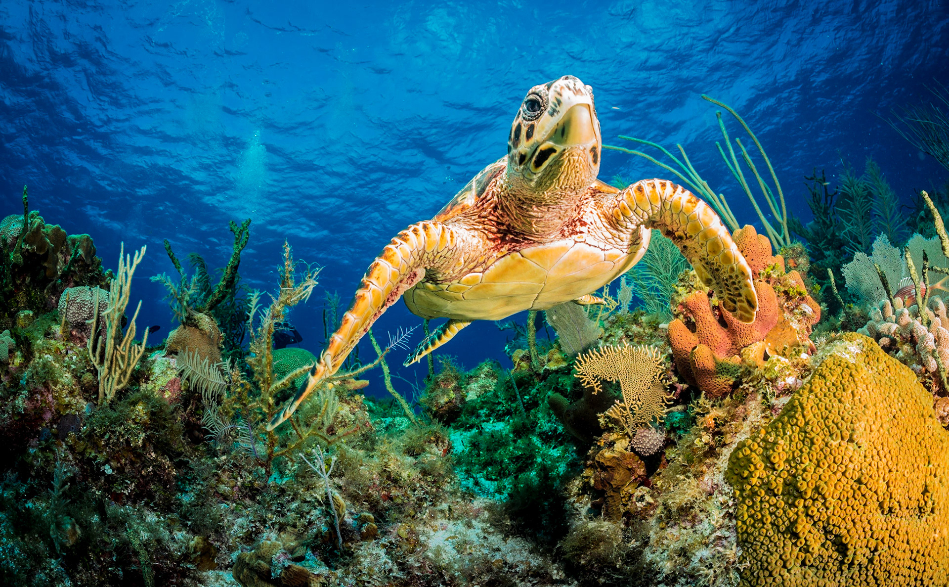 Hawksbill turtle swimming  through the coral reef  searching for food. Little Cayman Island Bloody Bay Marine Park