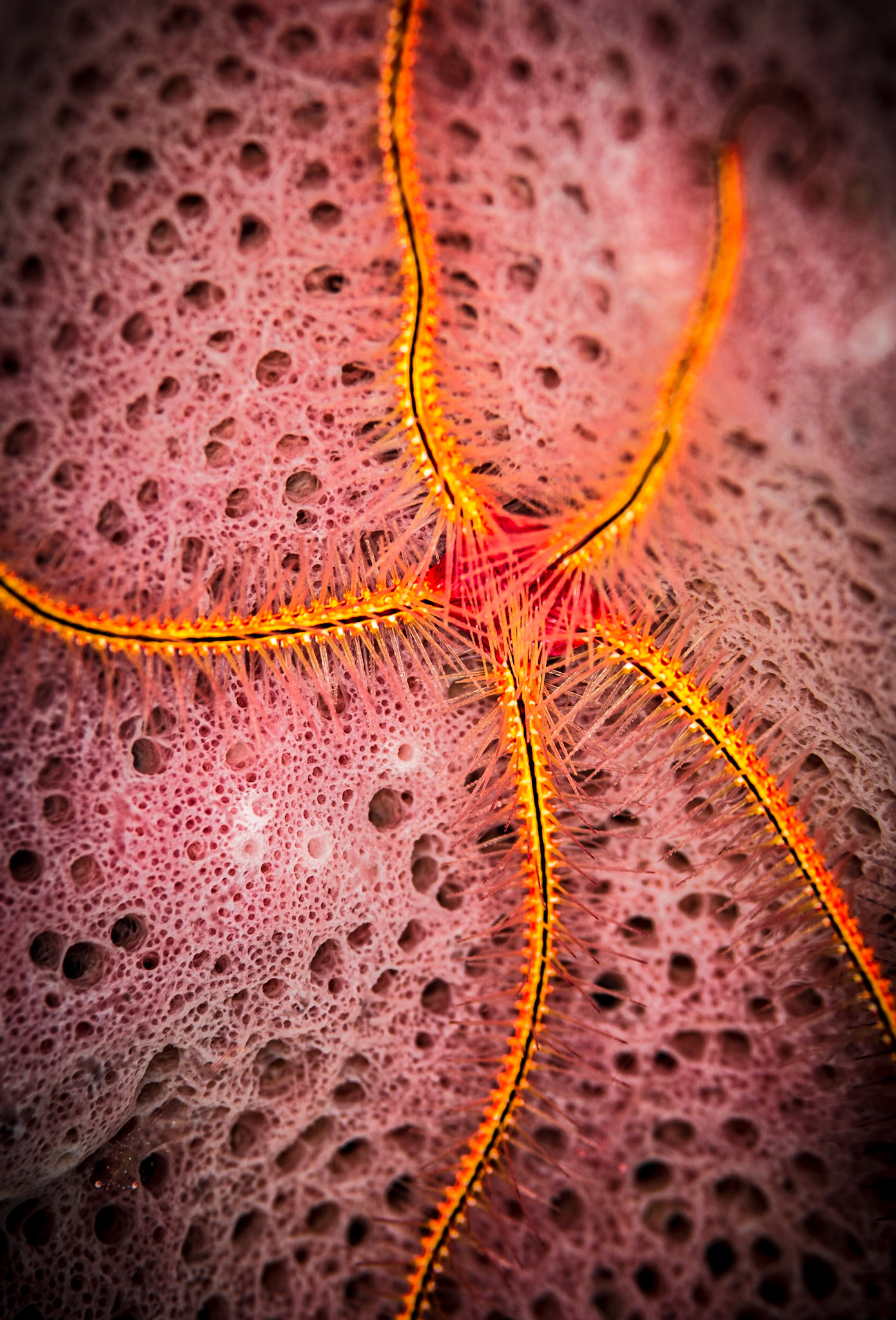 Sponge Brittle Star inside sponge at the "Meadows" dive site, Little Cayman Island