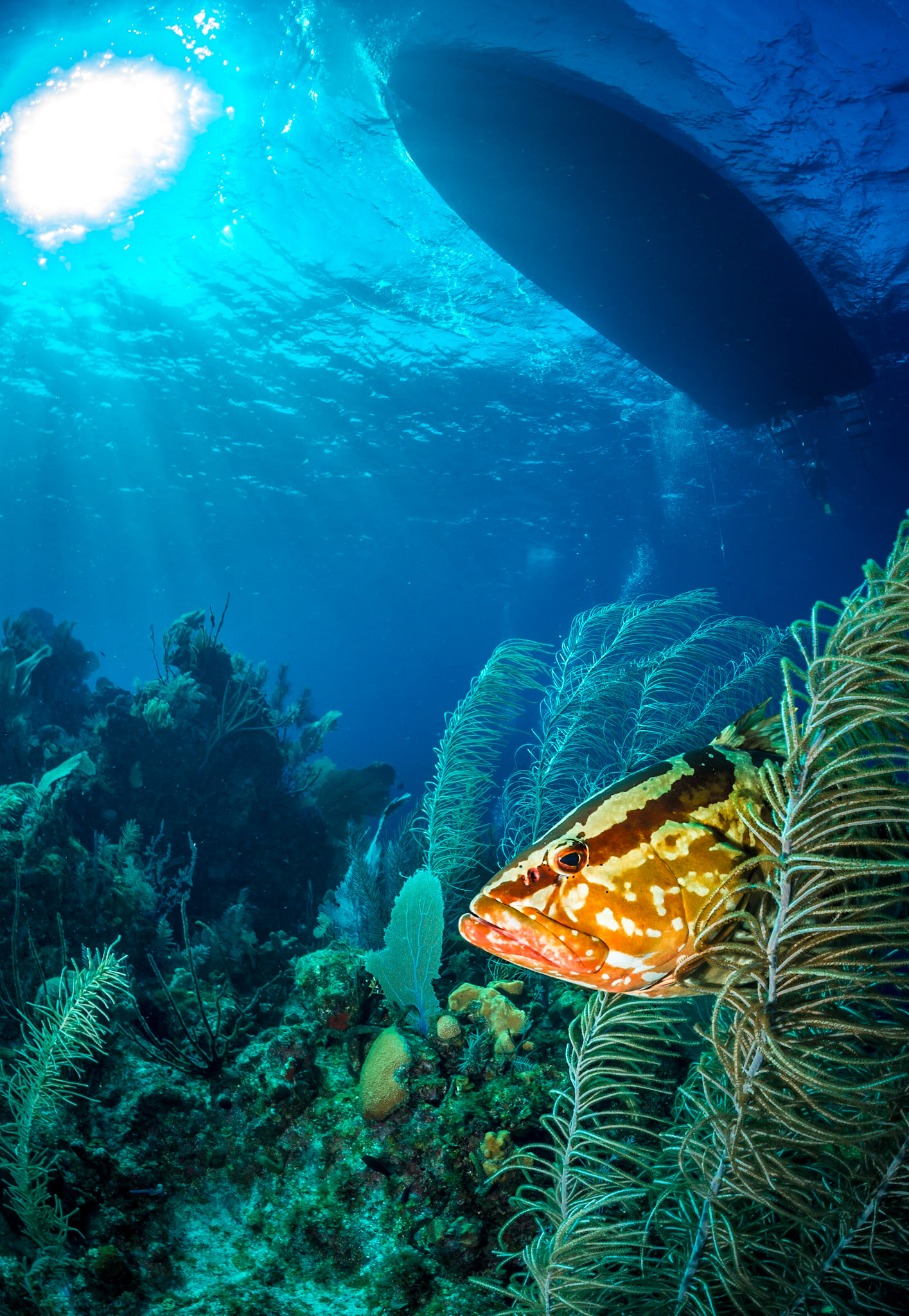 Underneath the dove boat, a Nassau grouper is hiding between soft corals at Bloody Bay Wall marine park, Little Cayman Island