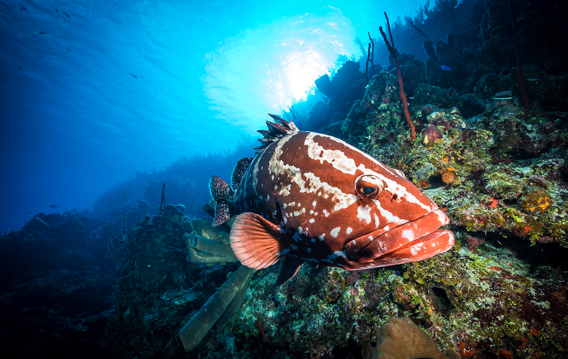 A Nassau grouper is approaching the photograper for a close "inspection" at Bloody Bay Wall marine park, Little Cayman Island. Here grouper are used to divers and are often freindly.