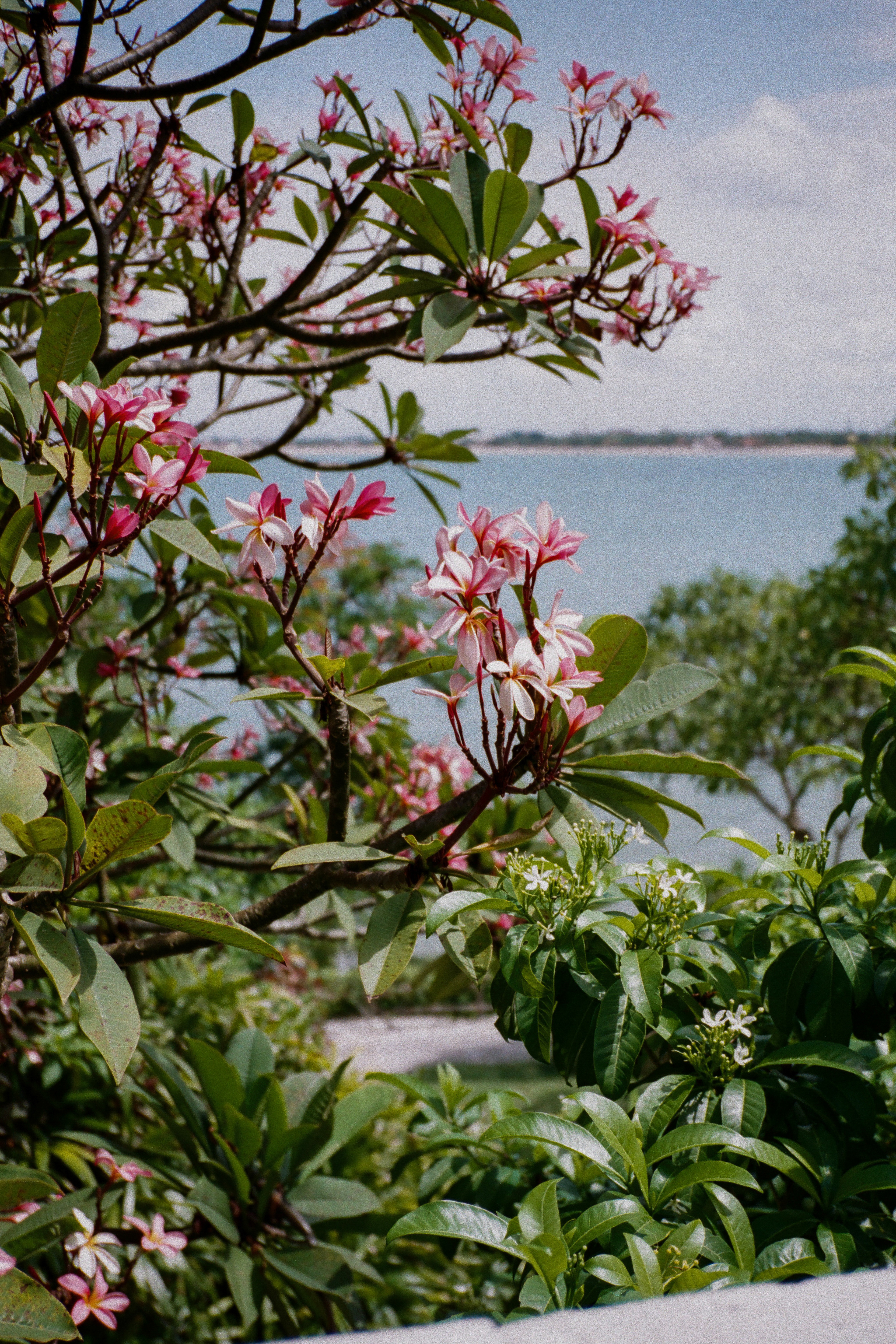 Bali 2024 (35mm)