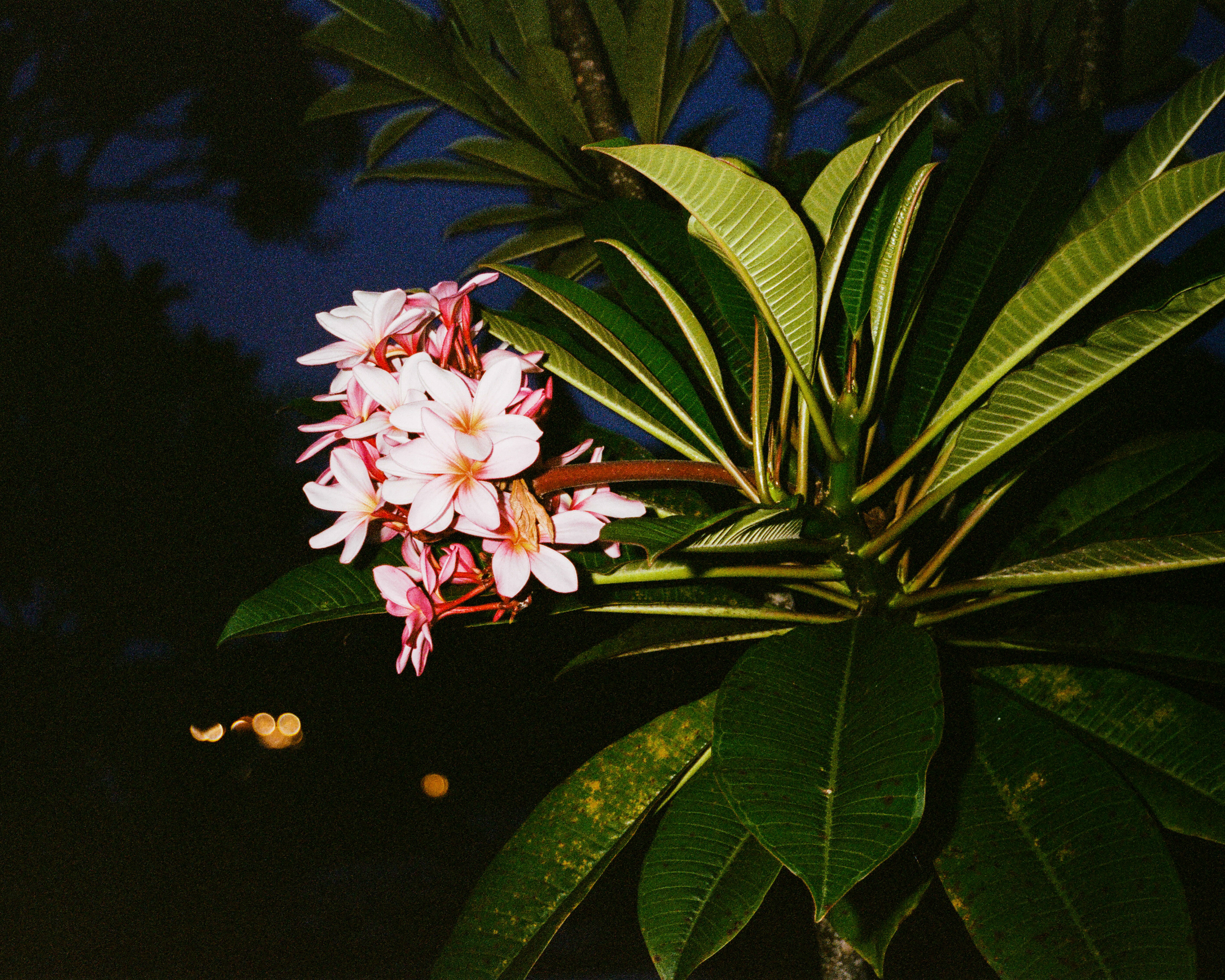 Bali 2024 (35mm)
