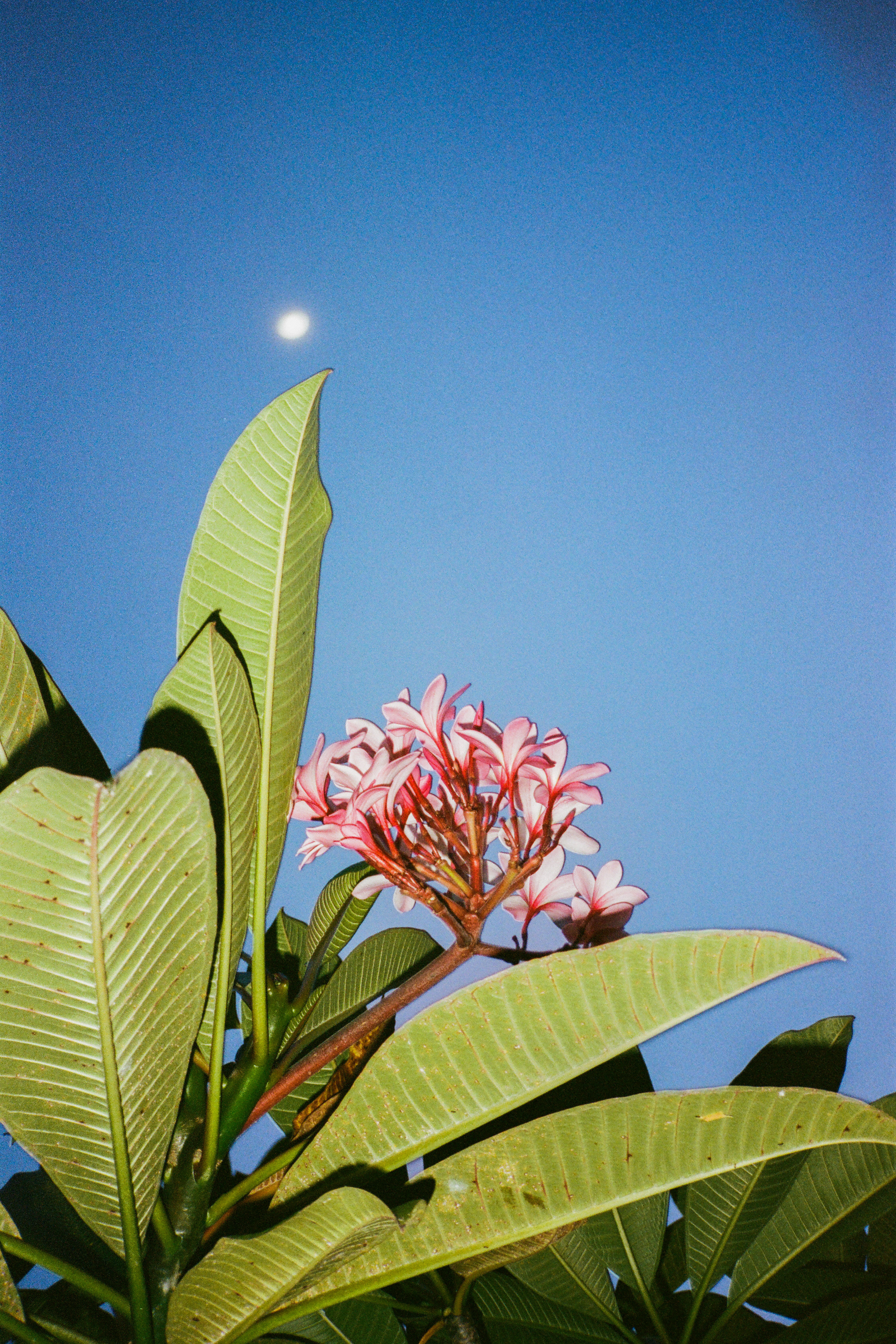 Bali 2024 (35mm)