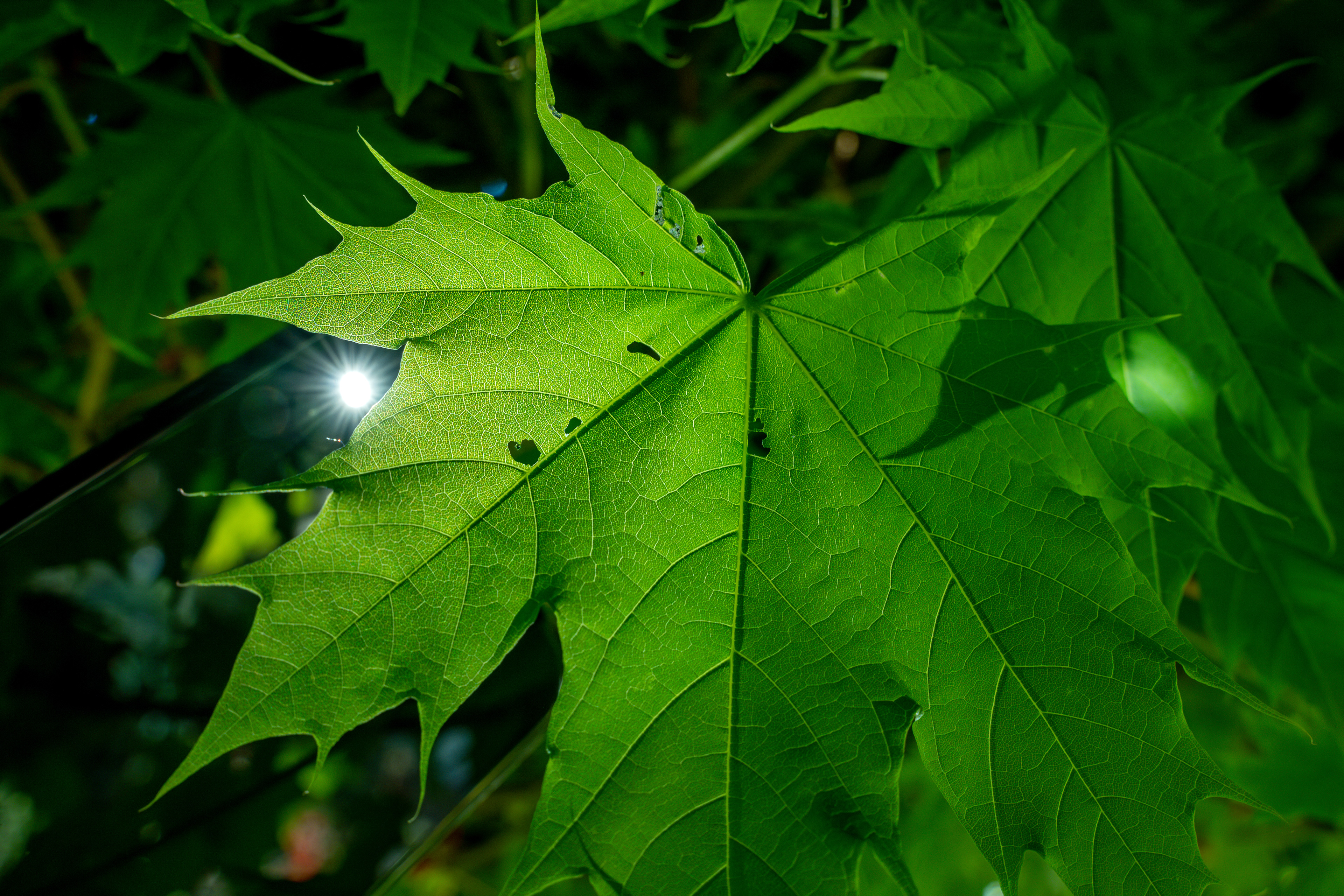 Ahorn mit Smartphone