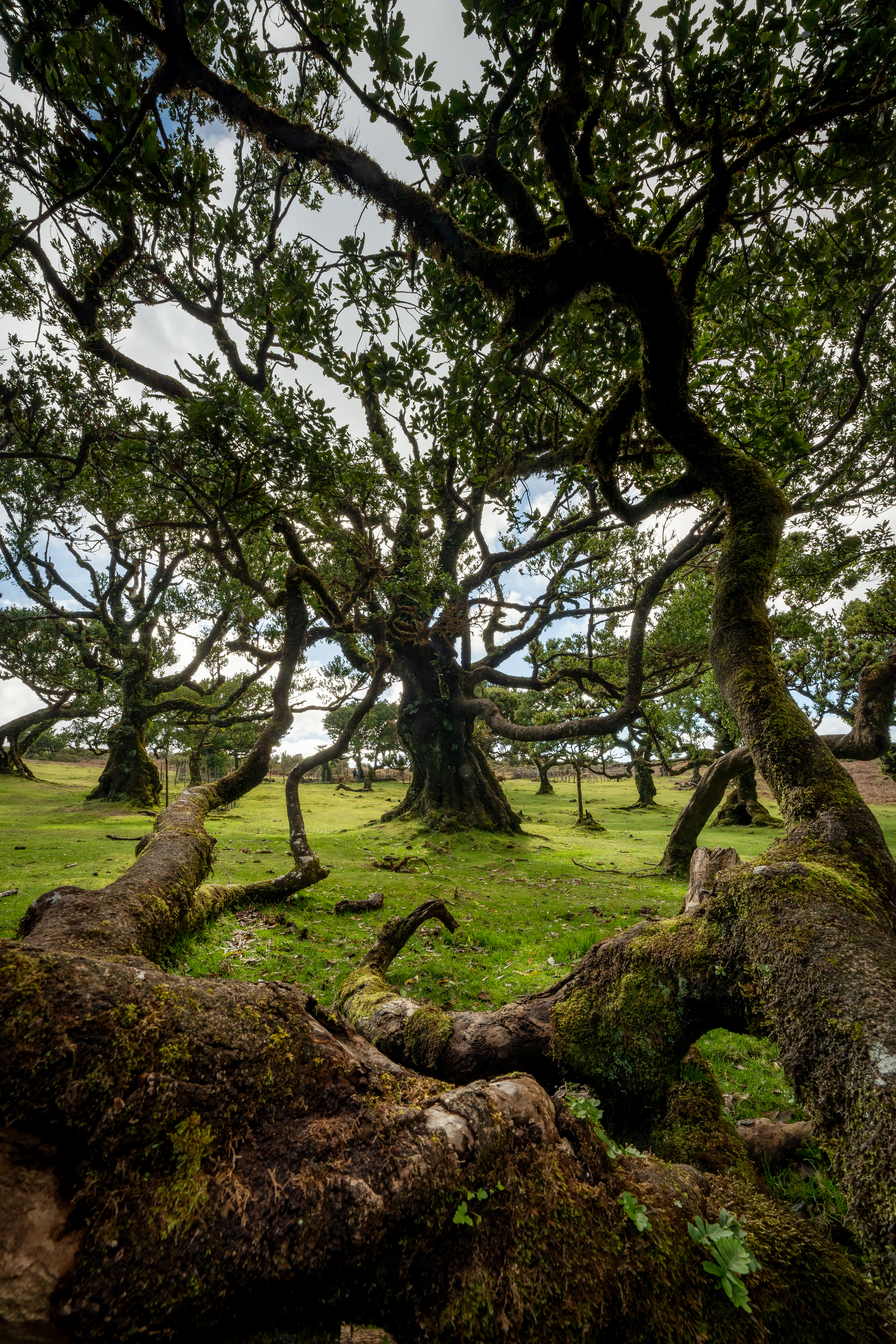 Fanal 2023 (Madeira)