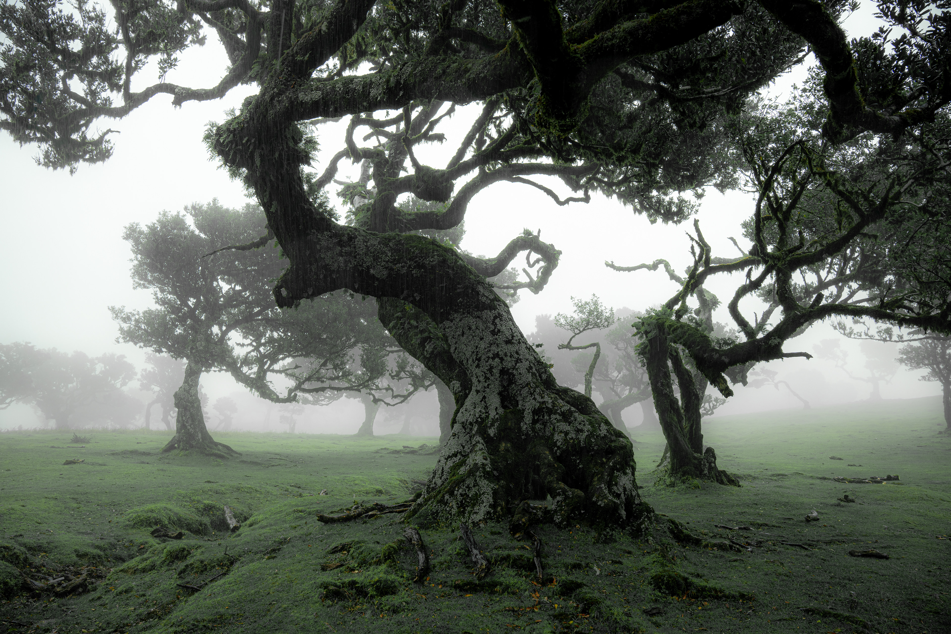 Fanal 2023 (Madeira)