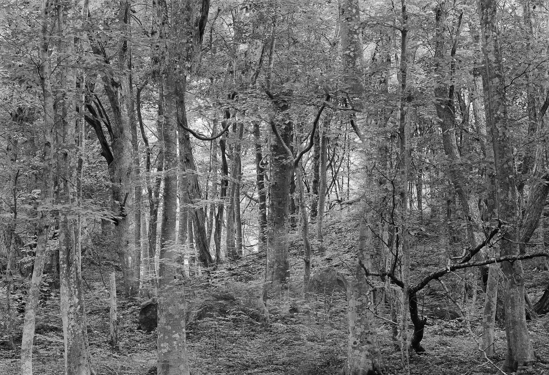 Forest in Forest,Forest