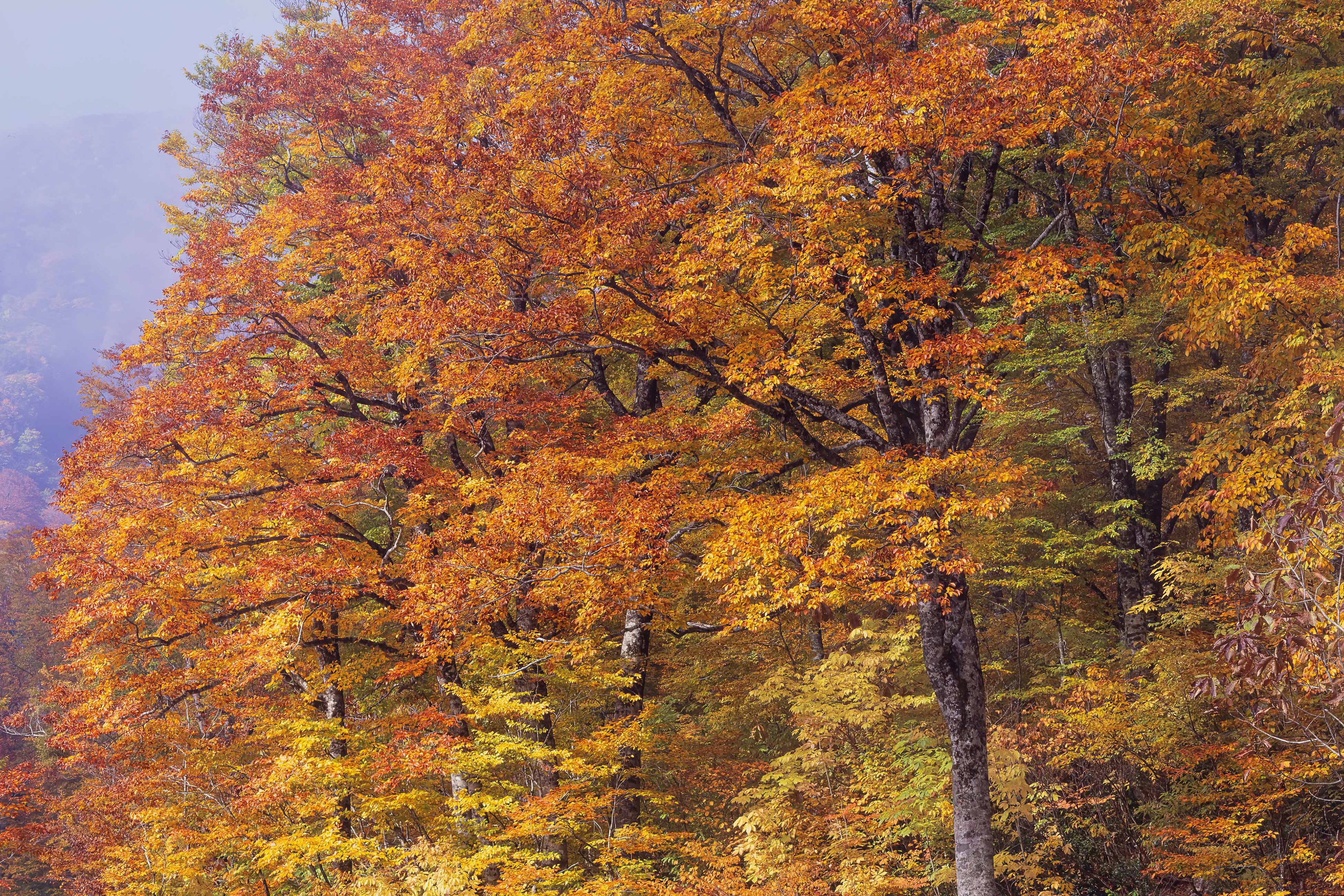 beech forest,ブナ林,浅草岳,紅葉