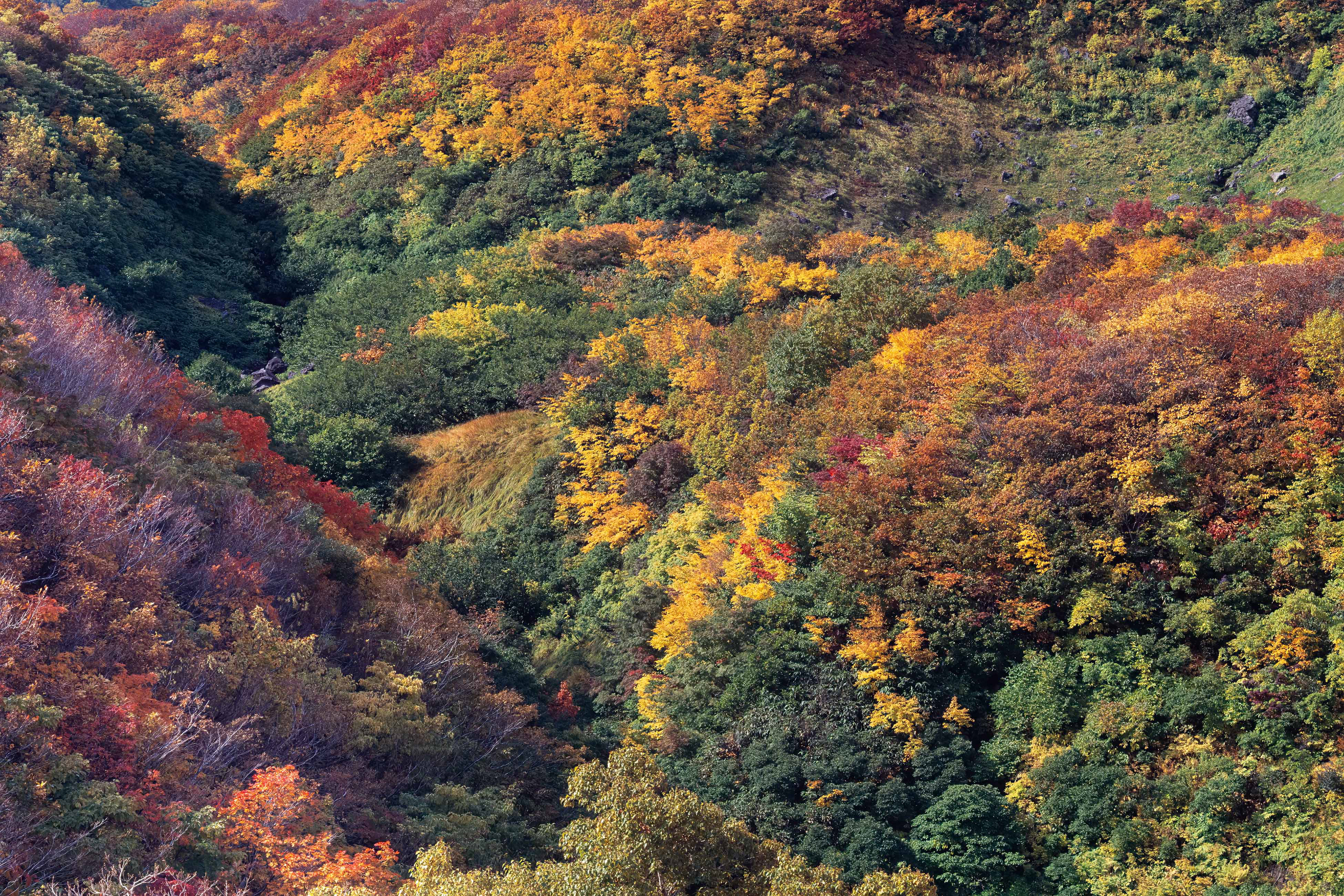 beech forest,ブナ林,鳥海山,紅葉