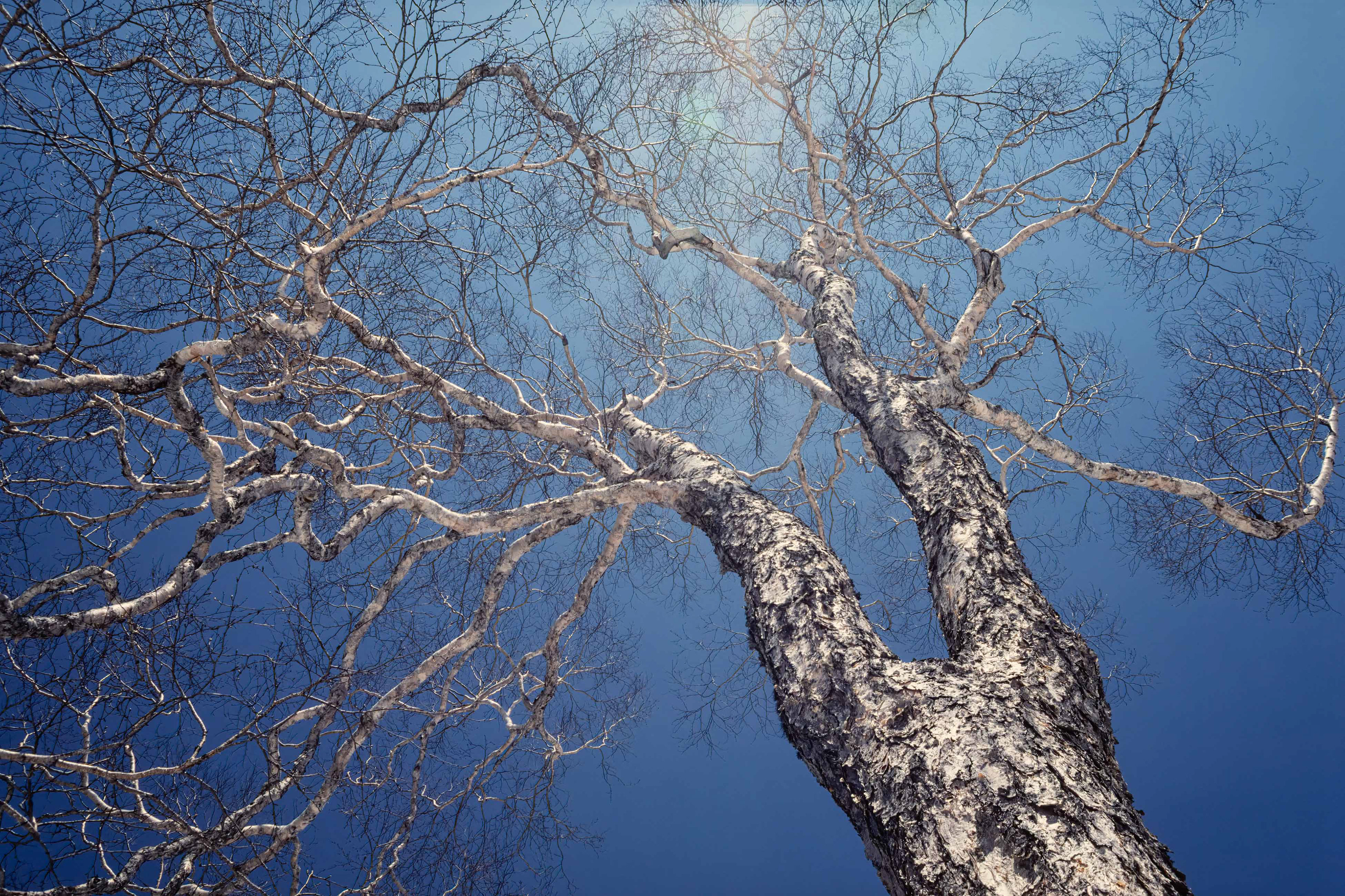 ダケカンバ,Erman's birch,尾瀬