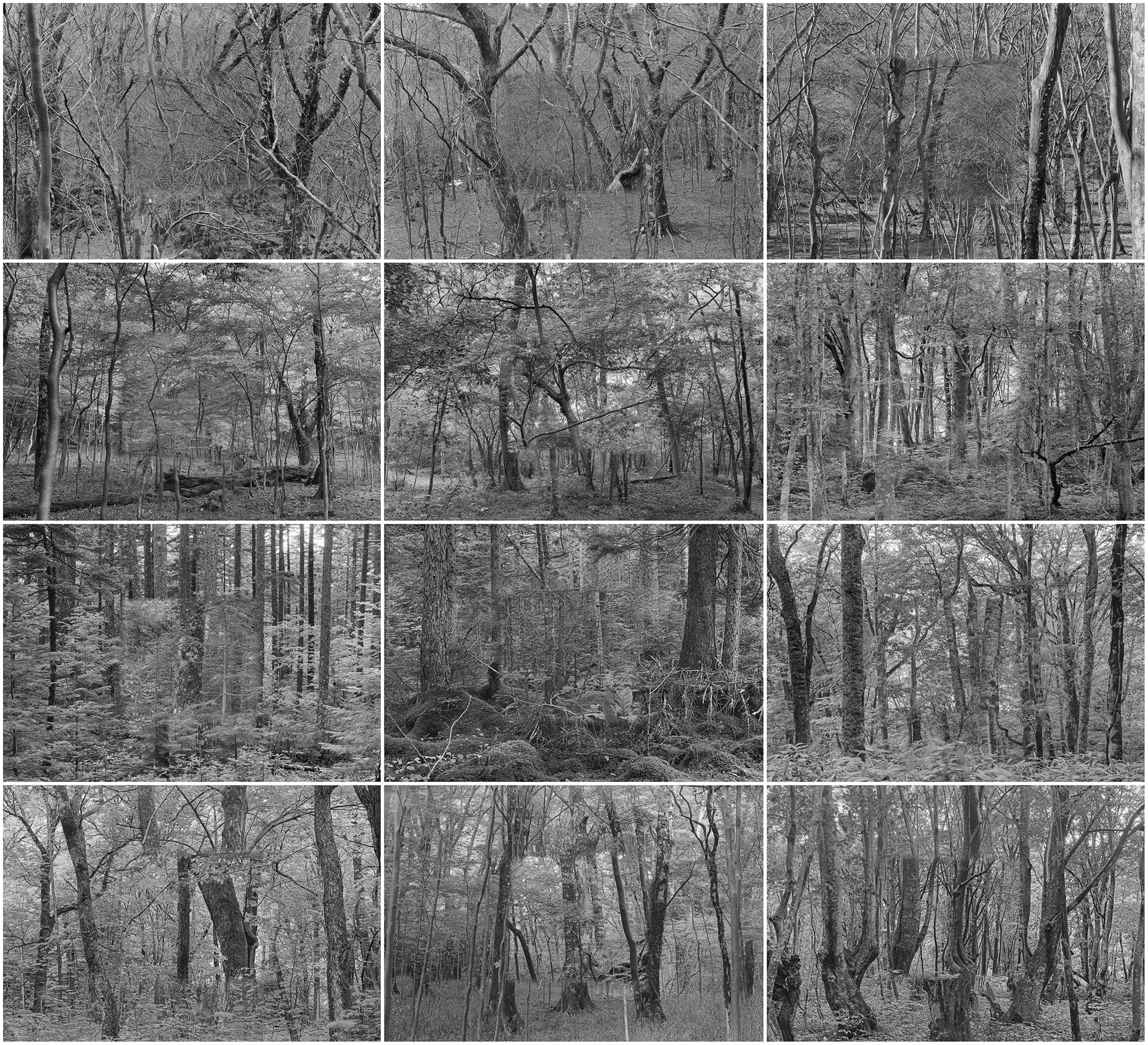 Forest in Forest,Forest